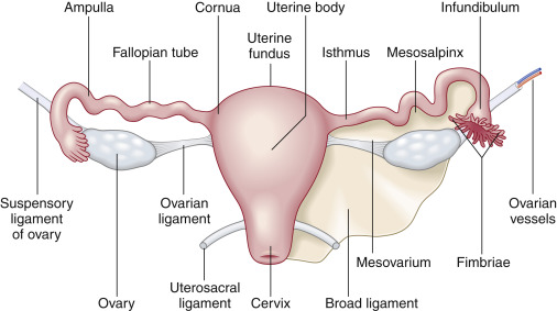 Fig. 23.1, Female reproductive organs.