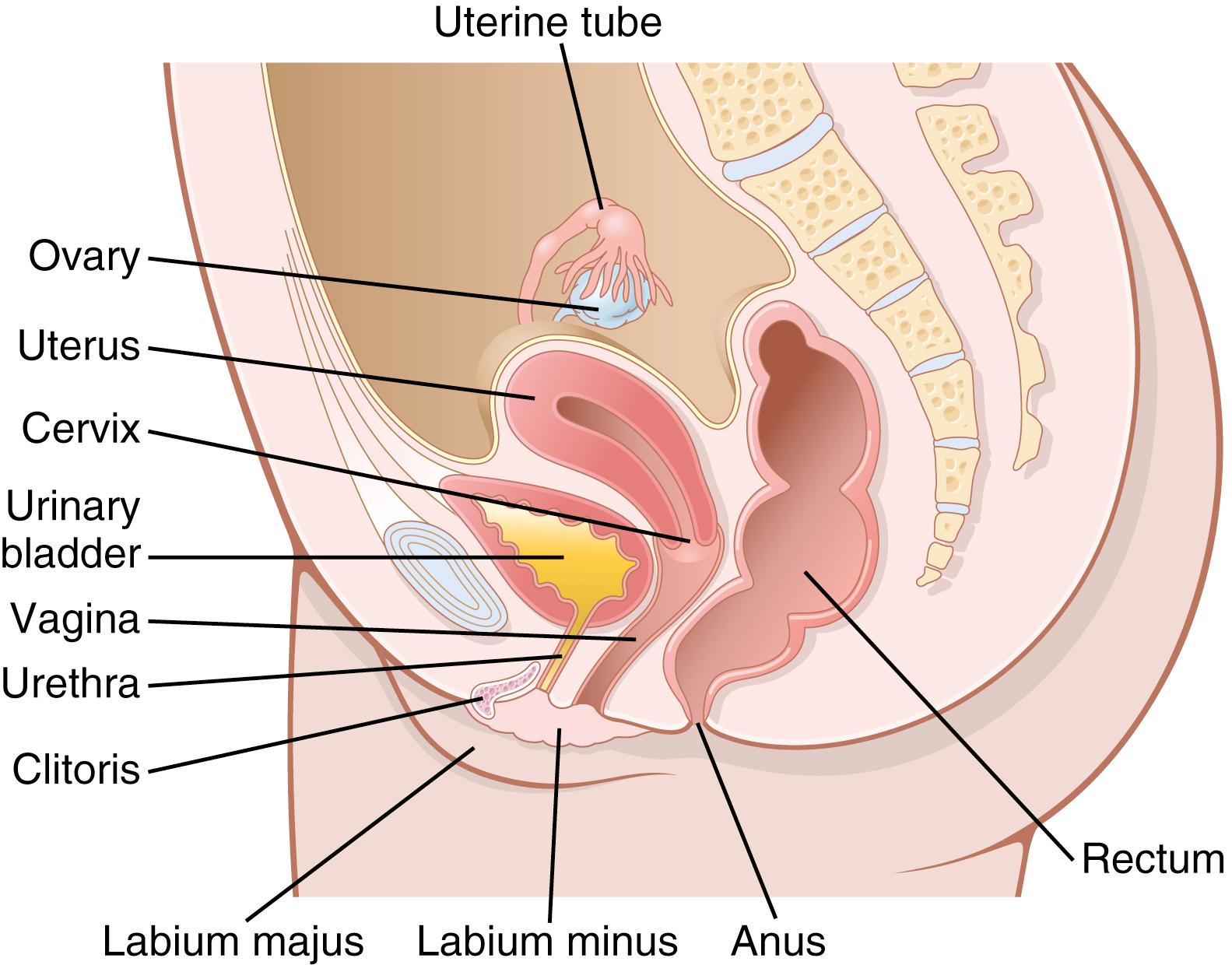 Figure 82-1., The female reproductive organs.