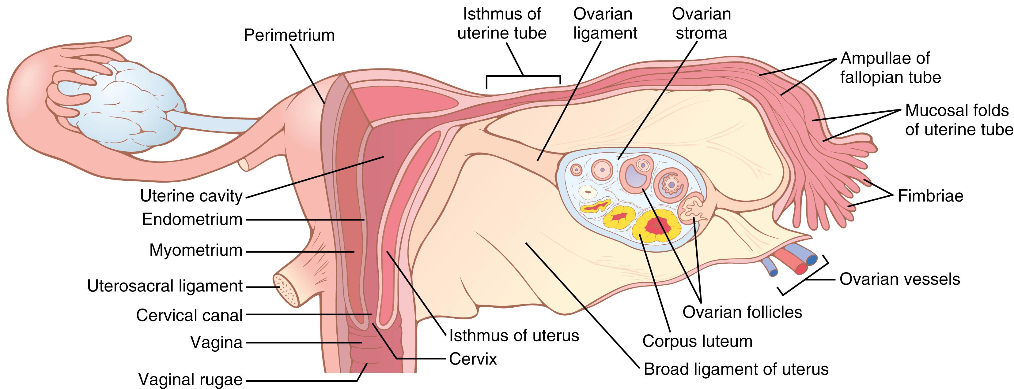 Figure 82-2., Internal structures of the uterus, ovary, and a uterine tube.