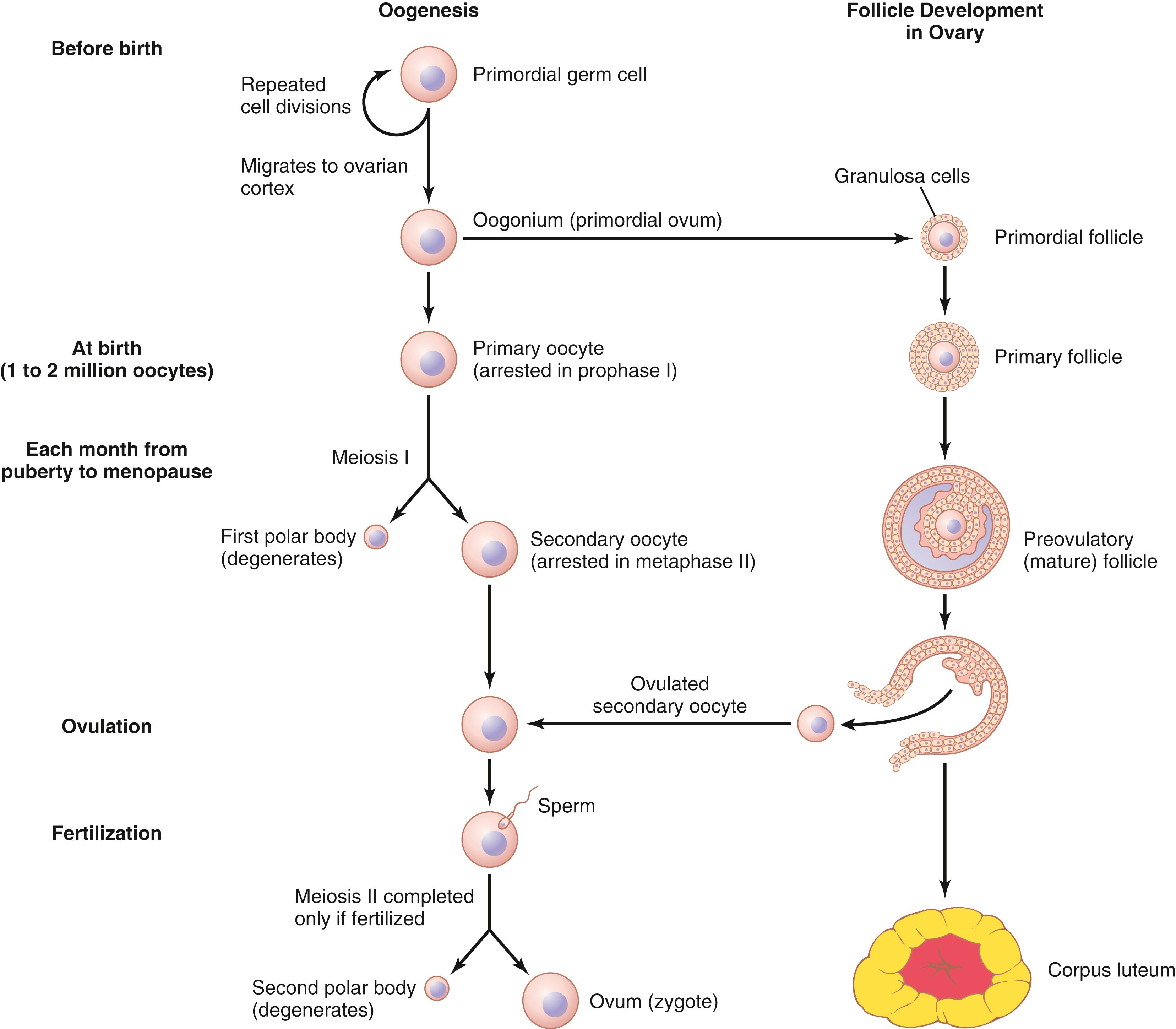 Figure 82-3., Oogenesis and follicle development.