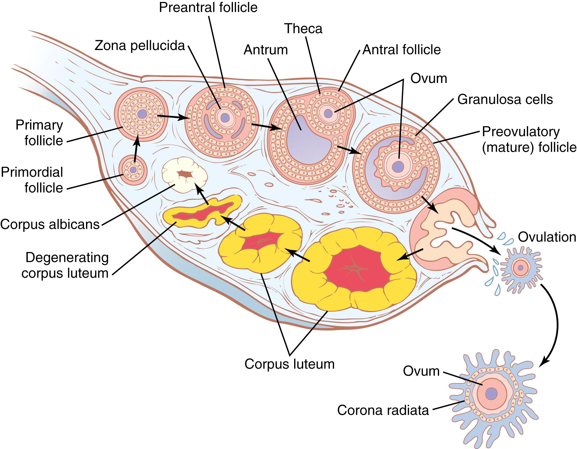 Figure 82-5., Stages of follicular growth in the ovary, also showing formation of the corpus luteum.