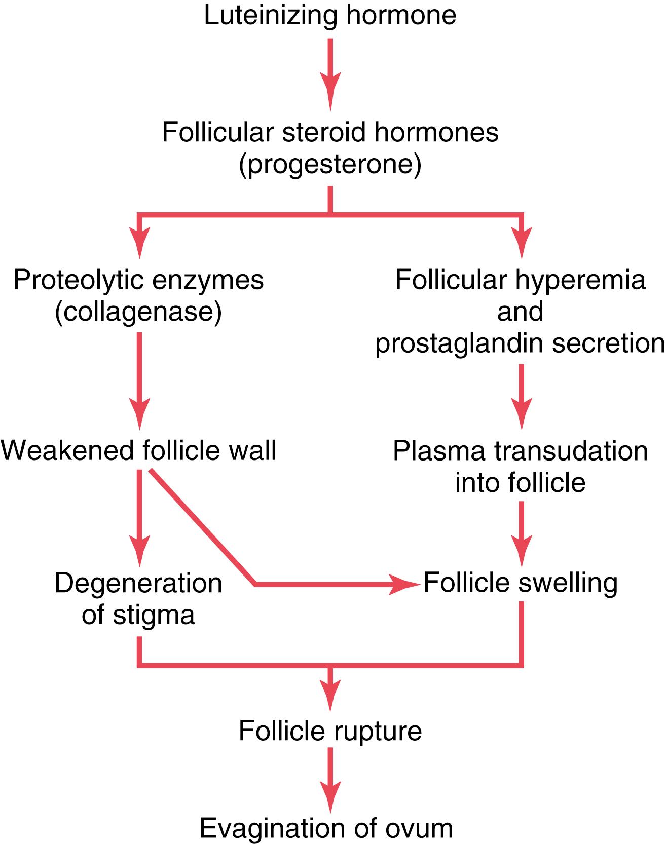 Figure 82-6., The postulated mechanism of ovulation.