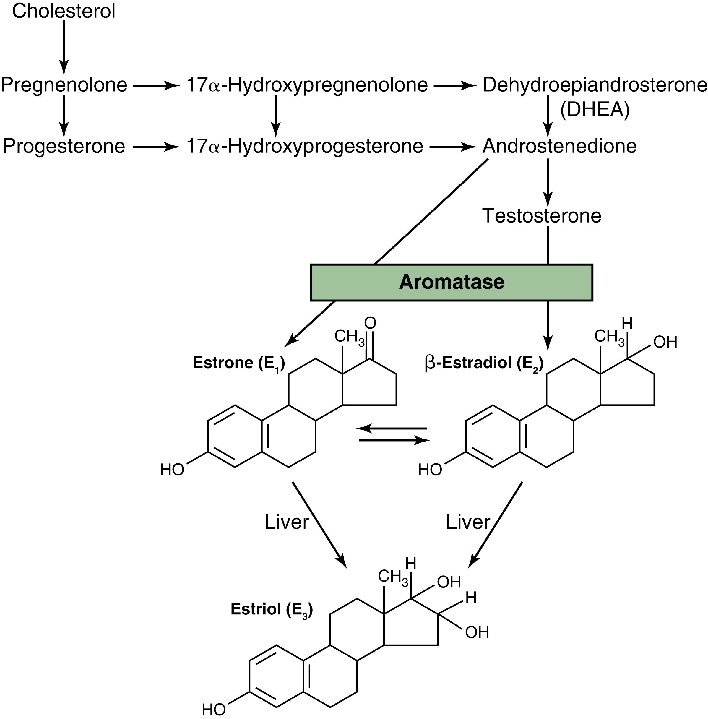 Figure 82-7., Synthesis of the principal female hormones. The chemical structures of the precursor hormones, including progesterone, are shown in Figure 78-2 .