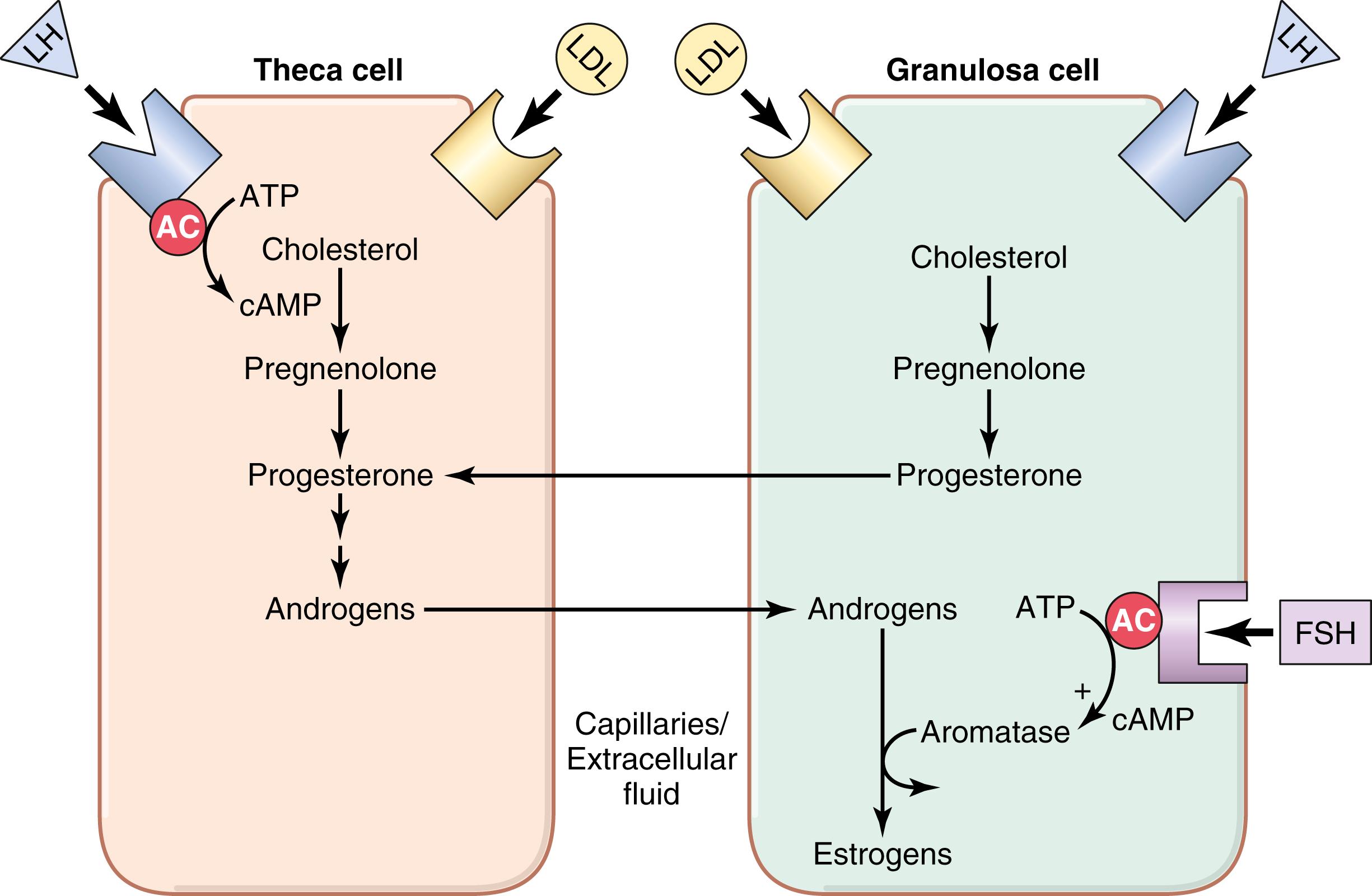 Figure 82-8., Interaction of follicular theca and granulosa cells for production of estrogens. The theca cells, under the control of luteinizing hormone (LH), produce androgens that diffuse into the granulosa cells. In mature follicles, follicle-stimulating hormone (FSH) acts on granulosa cells to stimulate aromatase activity, which converts the androgens to estrogens. AC, Adenylate cyclase; ATP, adenosine triphosphate; cAMP, cyclic adenosine monophosphate; LDL, low-density lipoproteins.