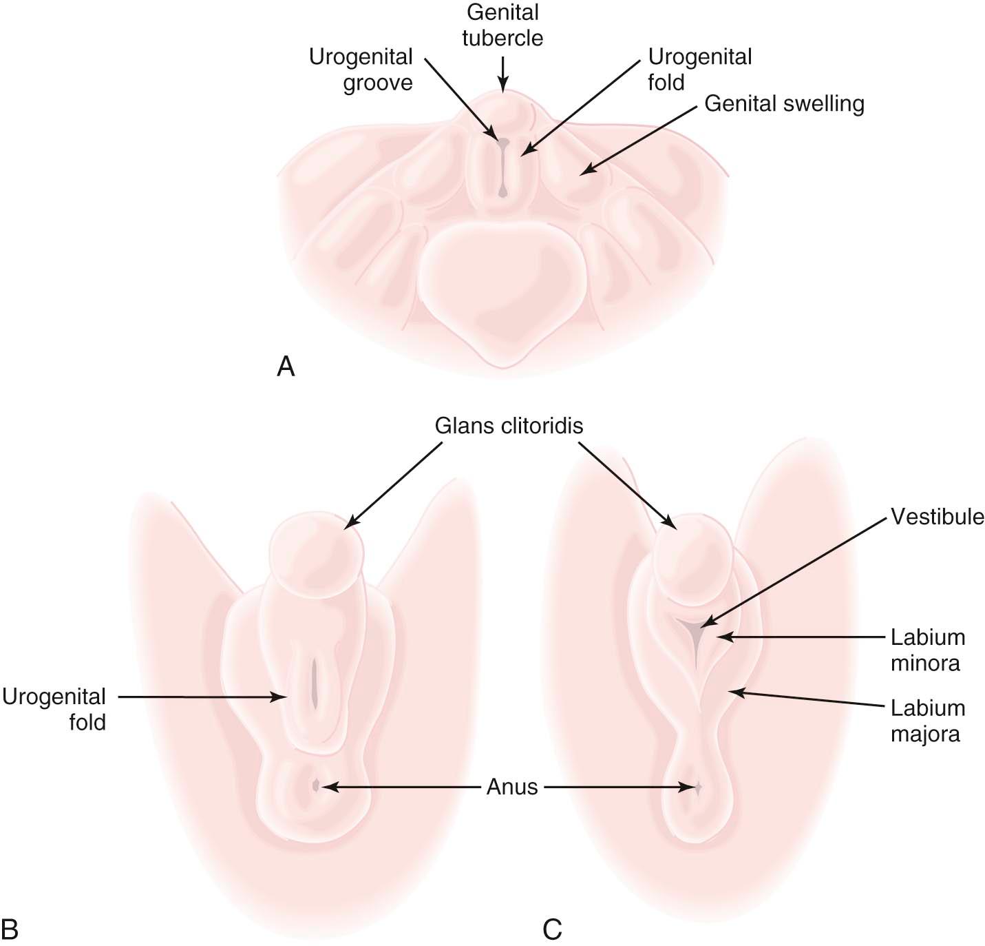 FIGURE 3-1, Development of the external female genitalia. A, Indifferent stage (approximately 7 weeks). B, Approximately 10 weeks. C, Approximately 12 weeks.