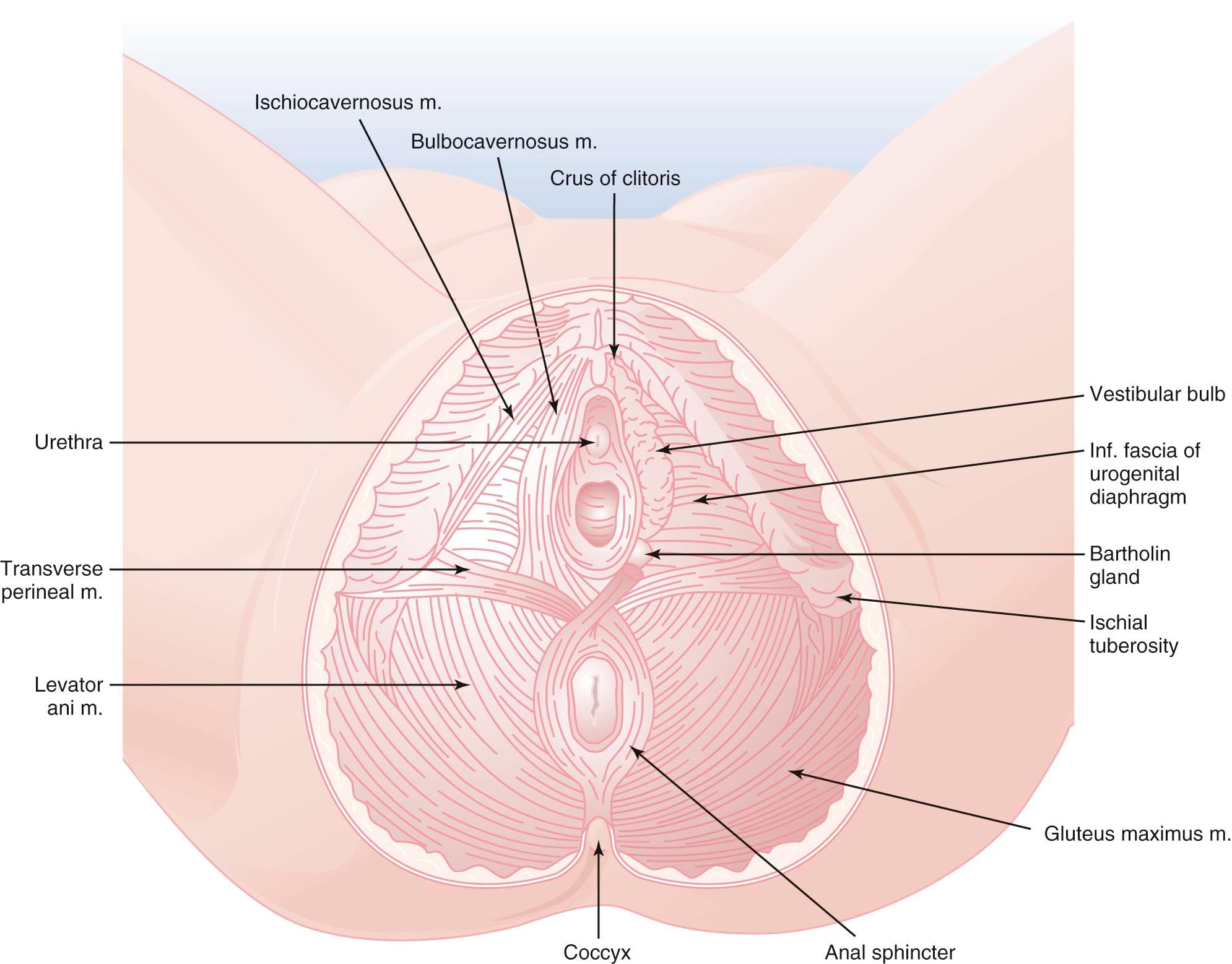 FIGURE 3-2, The perineum, showing superficial structures on the left and deeper structures on the right.