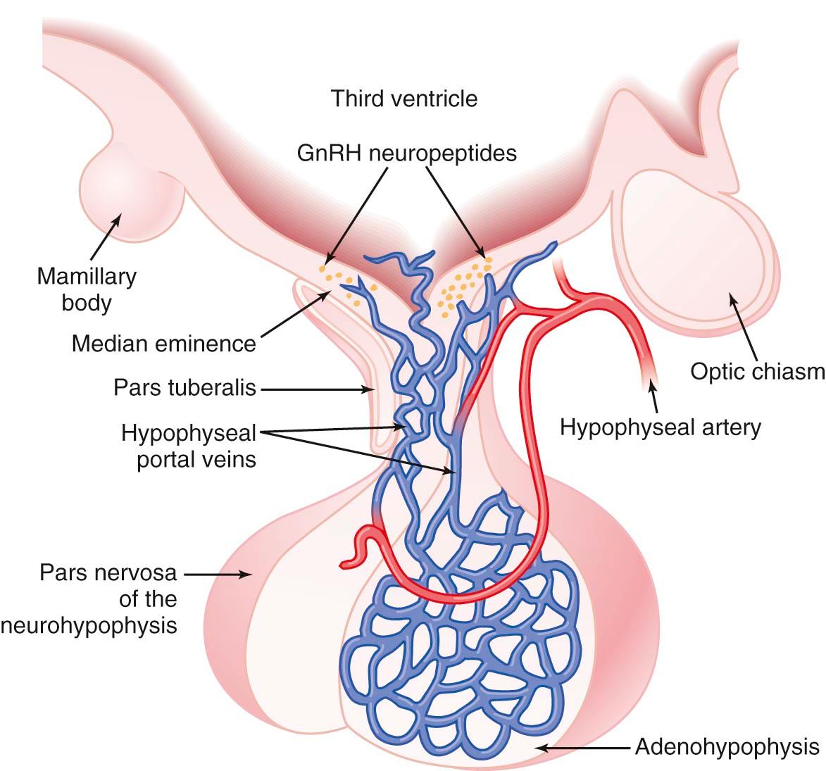 FIGURE 4-1, Hypothalamic-pituitary portal circulatory system. The pulses of gonadotropin-releasing hormone (GnRH) from the arcuate nucleus are transported to the anterior pituitary gland by way of this circulatory system. An interruption or significant alteration of GnRH pulses will cause the reproductive cycle to stop.