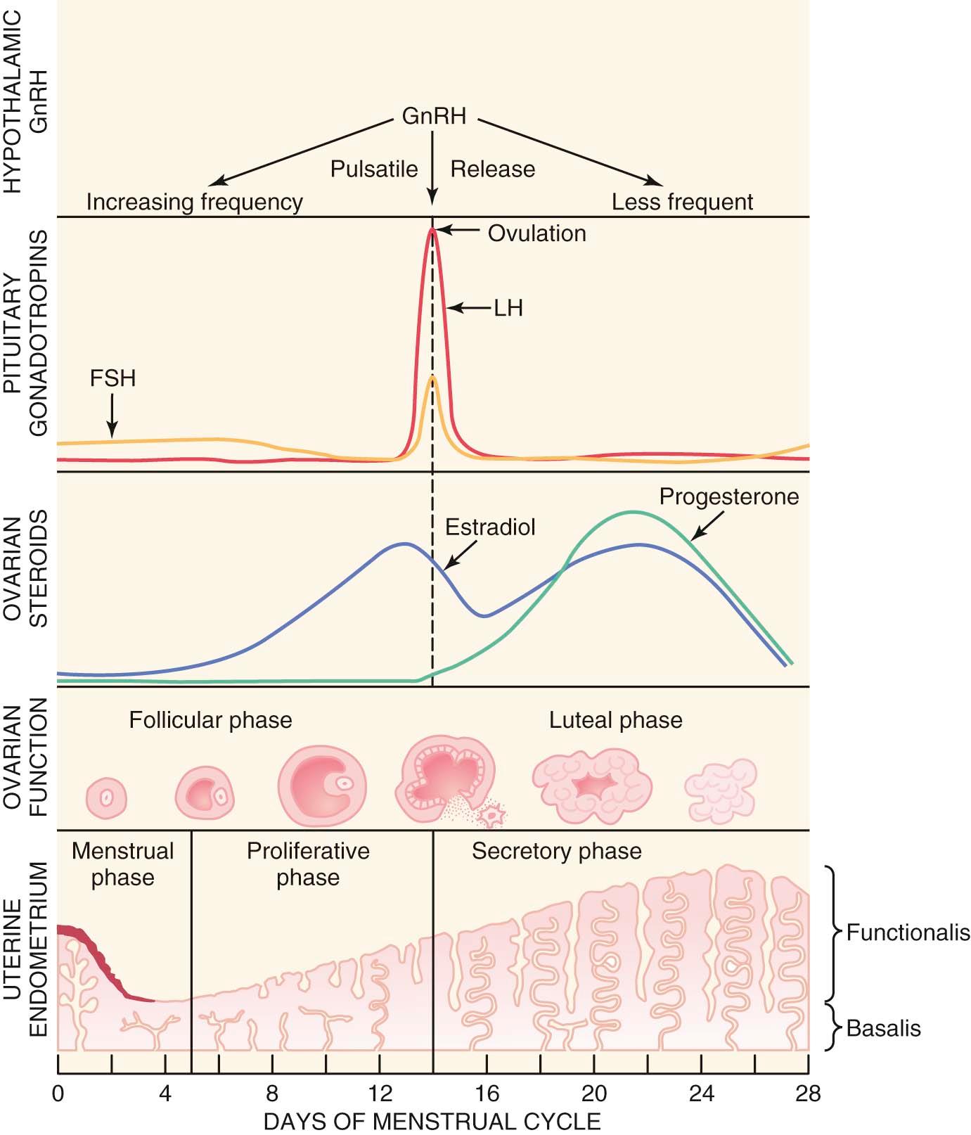 FIGURE 4-2, Hormone activity and levels during a normal menstrual cycle. All four components of the cycle (hypothalamic, pituitary, ovarian, and endometrial) are represented in the figure. These components work in a highly integrated way in a cycle that represents one of the most complex endocrine/end organ systems in physiology. FSH, Follicle-stimulating hormone; GnRH, gonadotropin-releasing hormone; LH, luteinizing hormone.