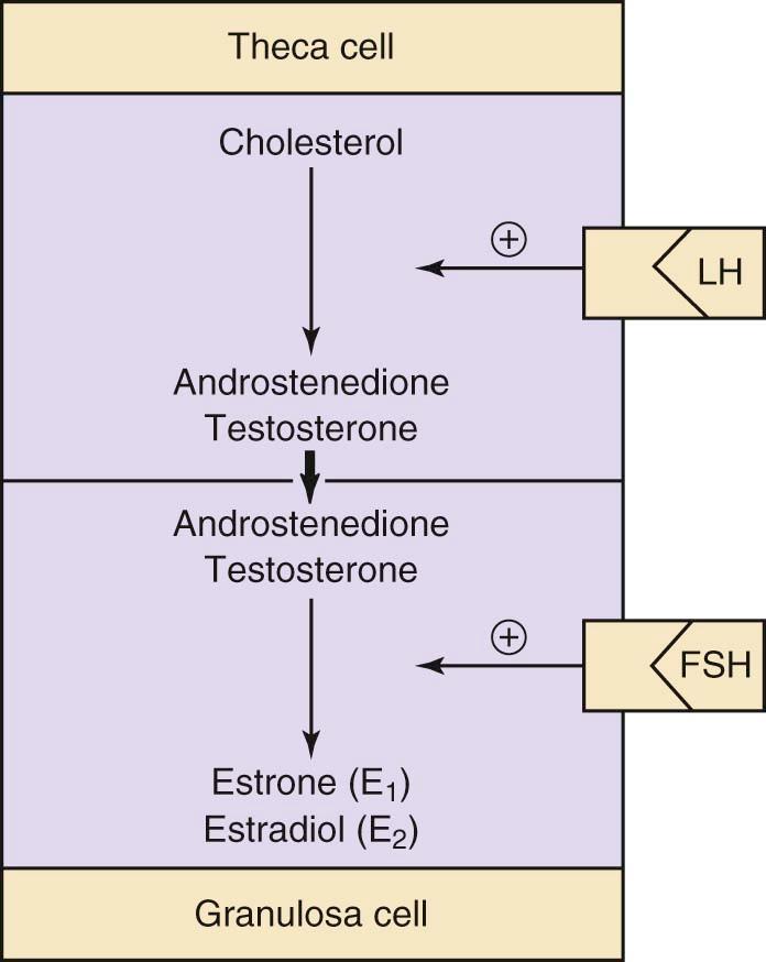 FIGURE 4-3, The two-gonadotropin (LH and FSH), two-cell (theca cell on top and granulosa cell below) theory of follicular development. Each cell is theorized to perform separate functions; LH stimulates the production of androgens (androstenedione and testosterone) in the theca cell and FSH stimulates the aromatization of these androgens to estrogens (estrone and estradiol) in the granulose cell. FSH, Follicle-stimulating hormone; LH, luteinizing hormone.