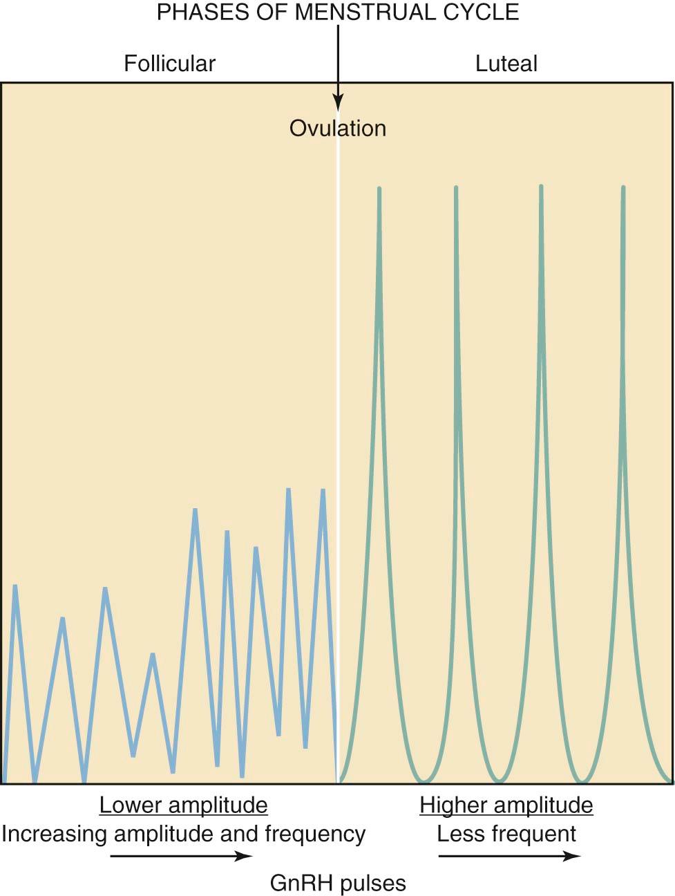 FIGURE 4-4, The pulsatile release of gonadotropin-releasing hormone (GnRH) during the normal menstrual cycle.