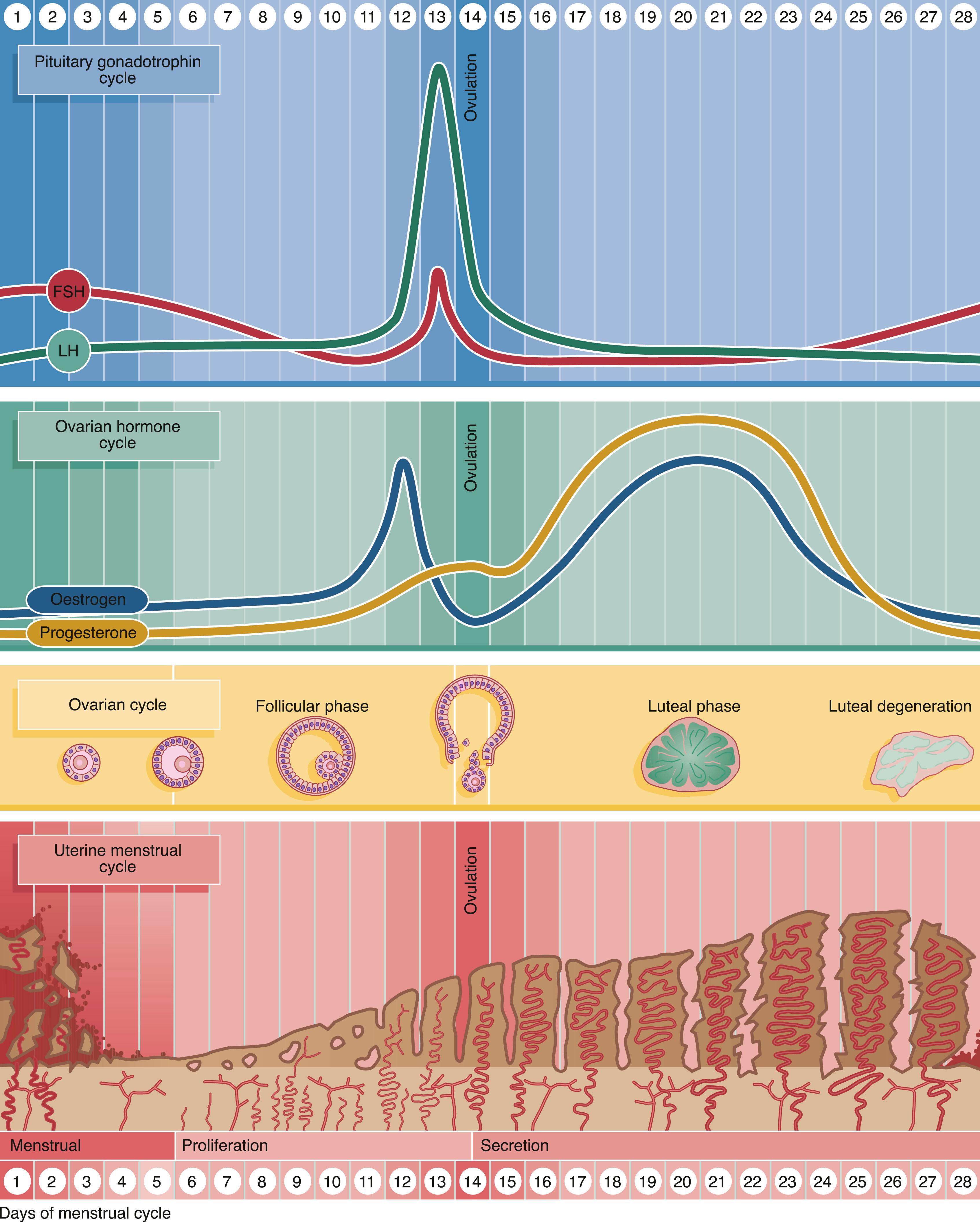 Fig. 19.15, The hormonal integration of the ovarian and menstrual cycles