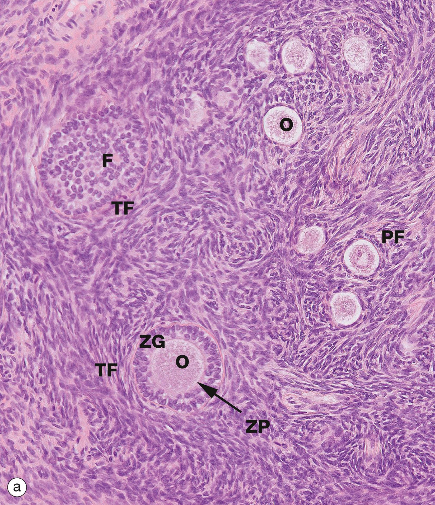 Fig. 19.4, Ovarian cortex