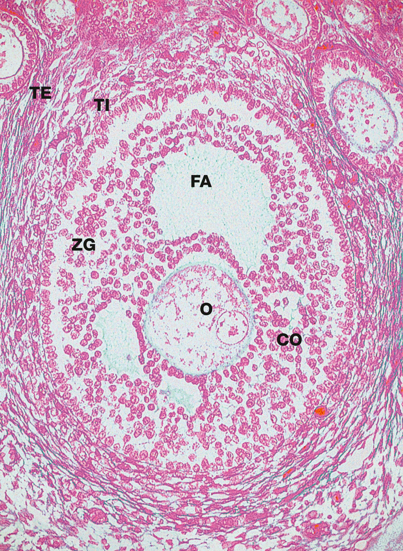 Fig. 19.5, Secondary follicle Azan (MP)