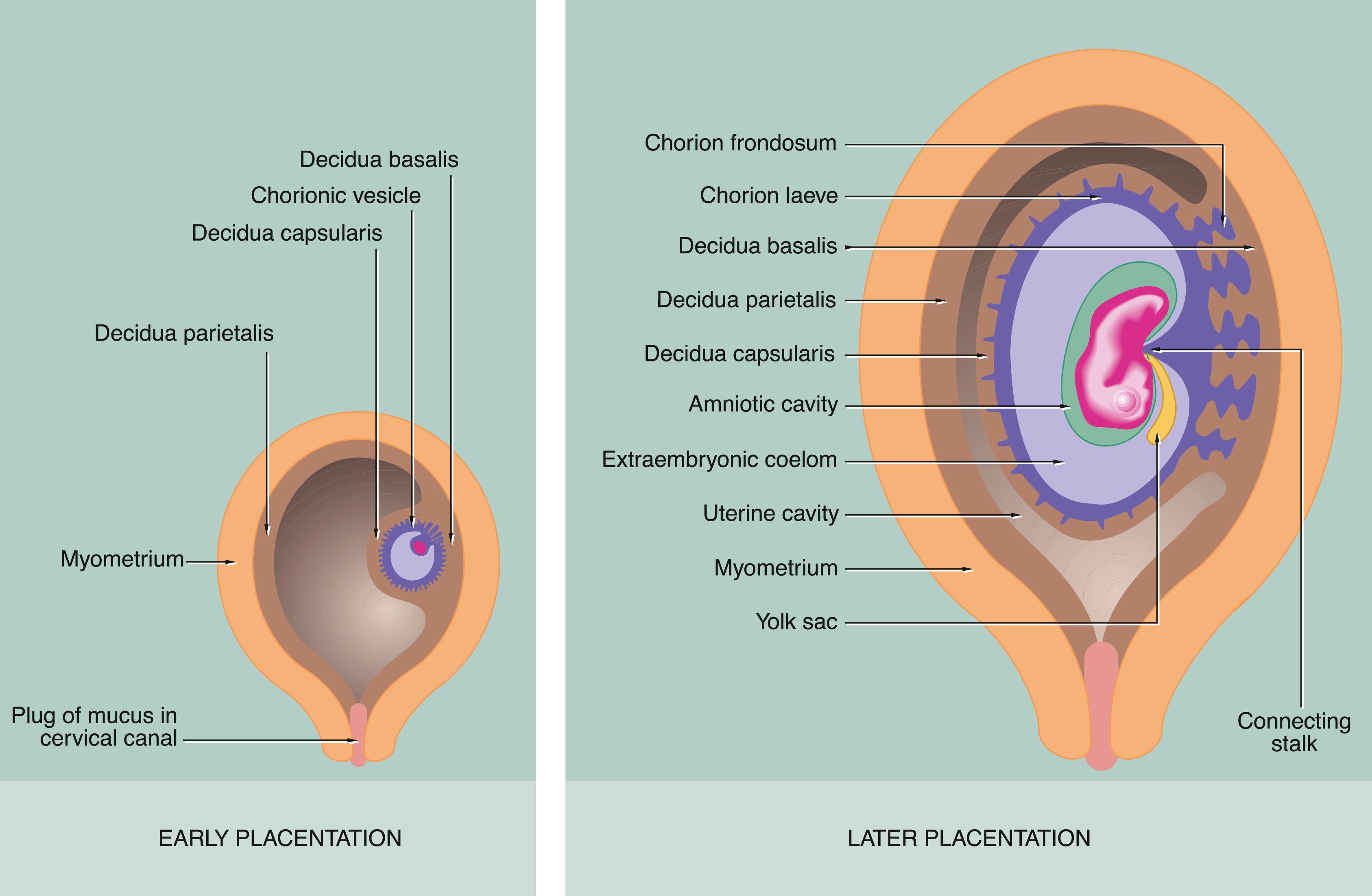 Fig. 19.28, Decidua formation and early placental development