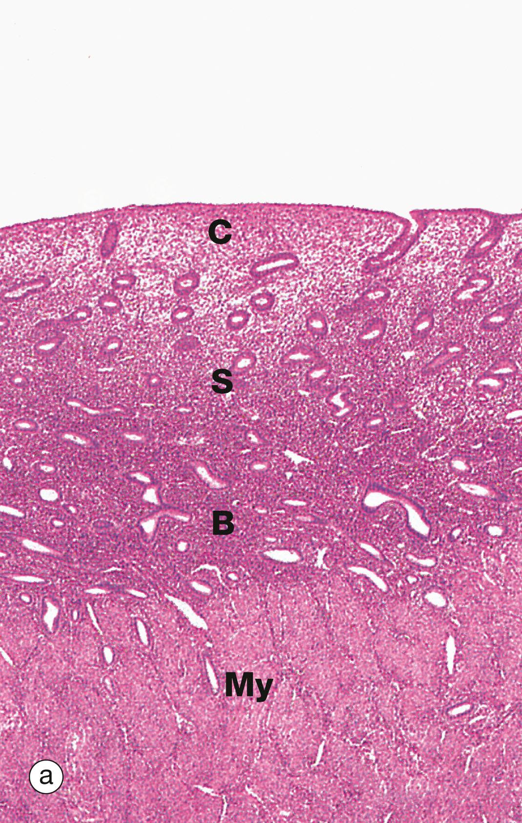 Fig. 19.18, Proliferative endometrium