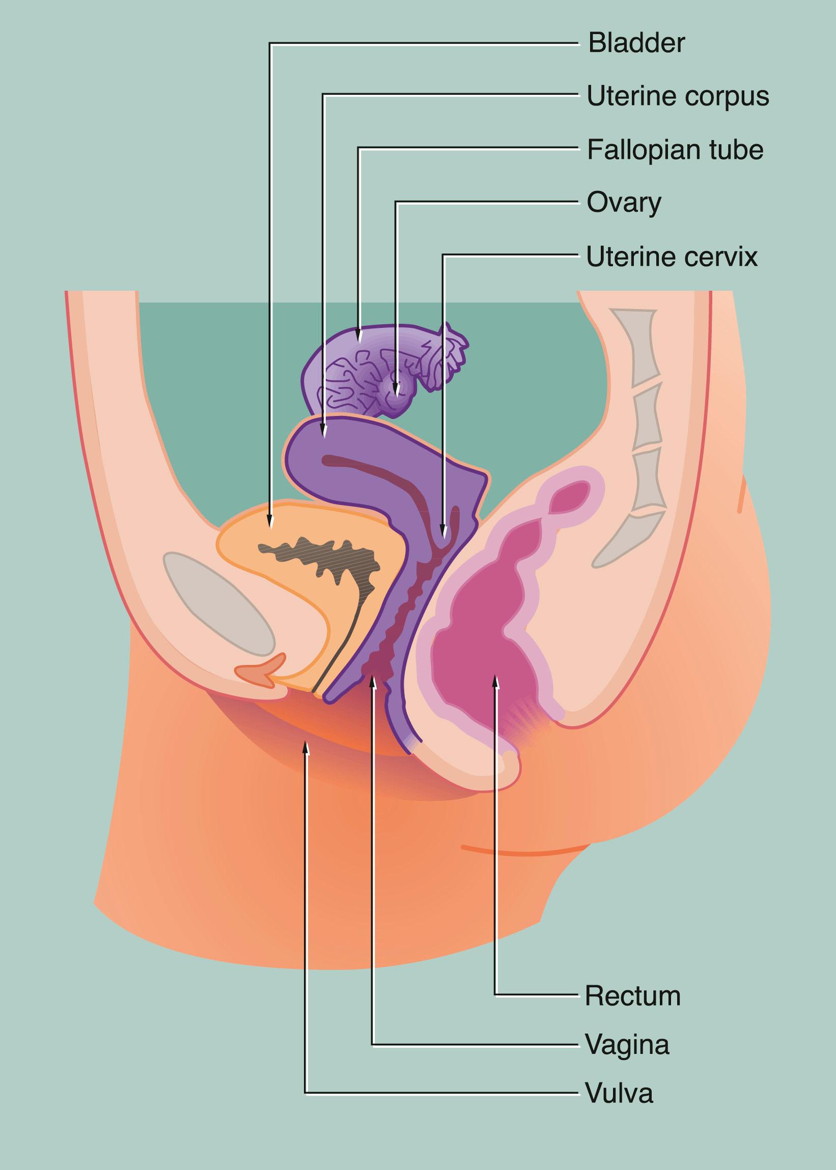 Fig. 19.1, Female reproductive system, sagittal view