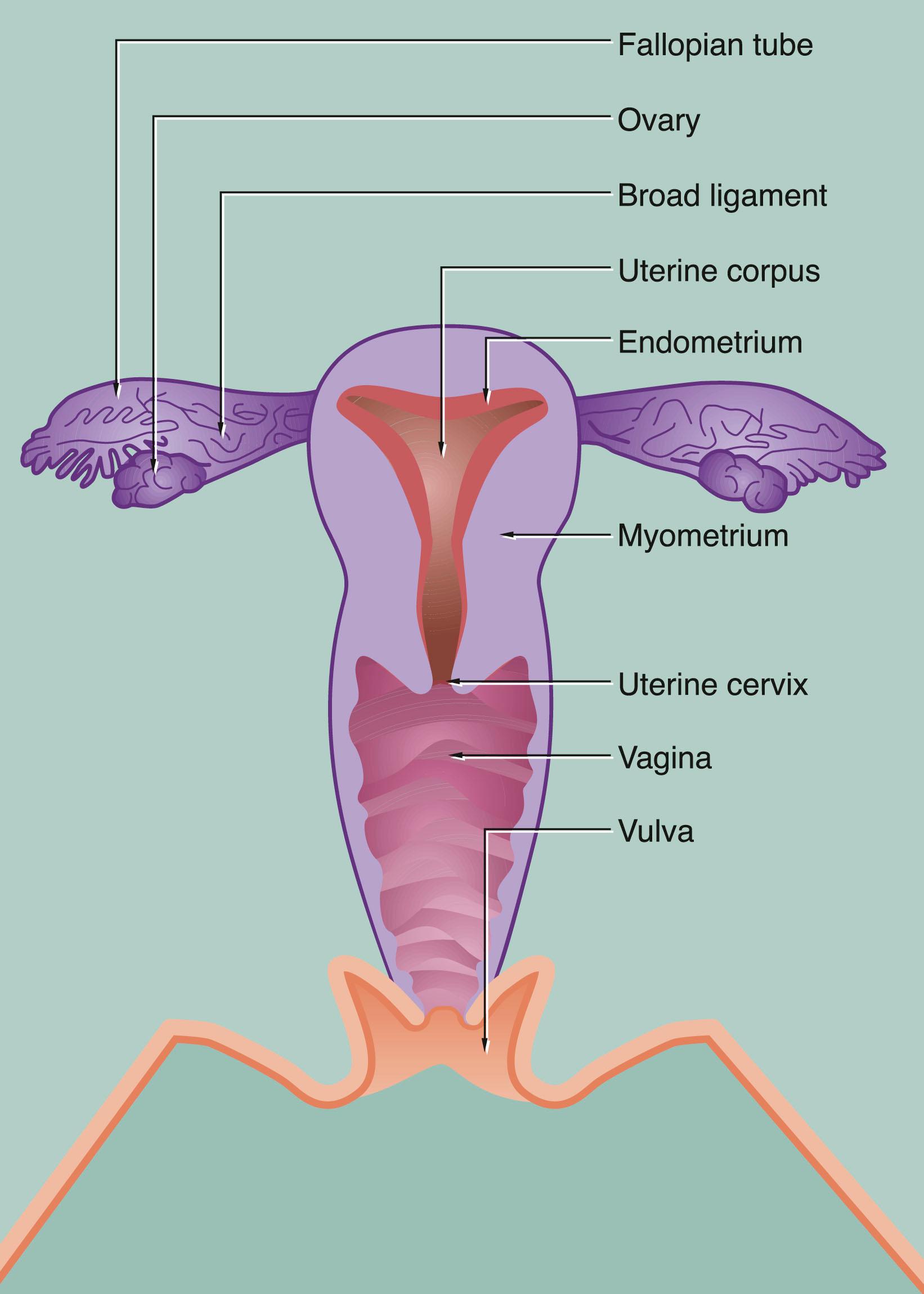 Fig. 19.2, Female reproductive system, coronal view