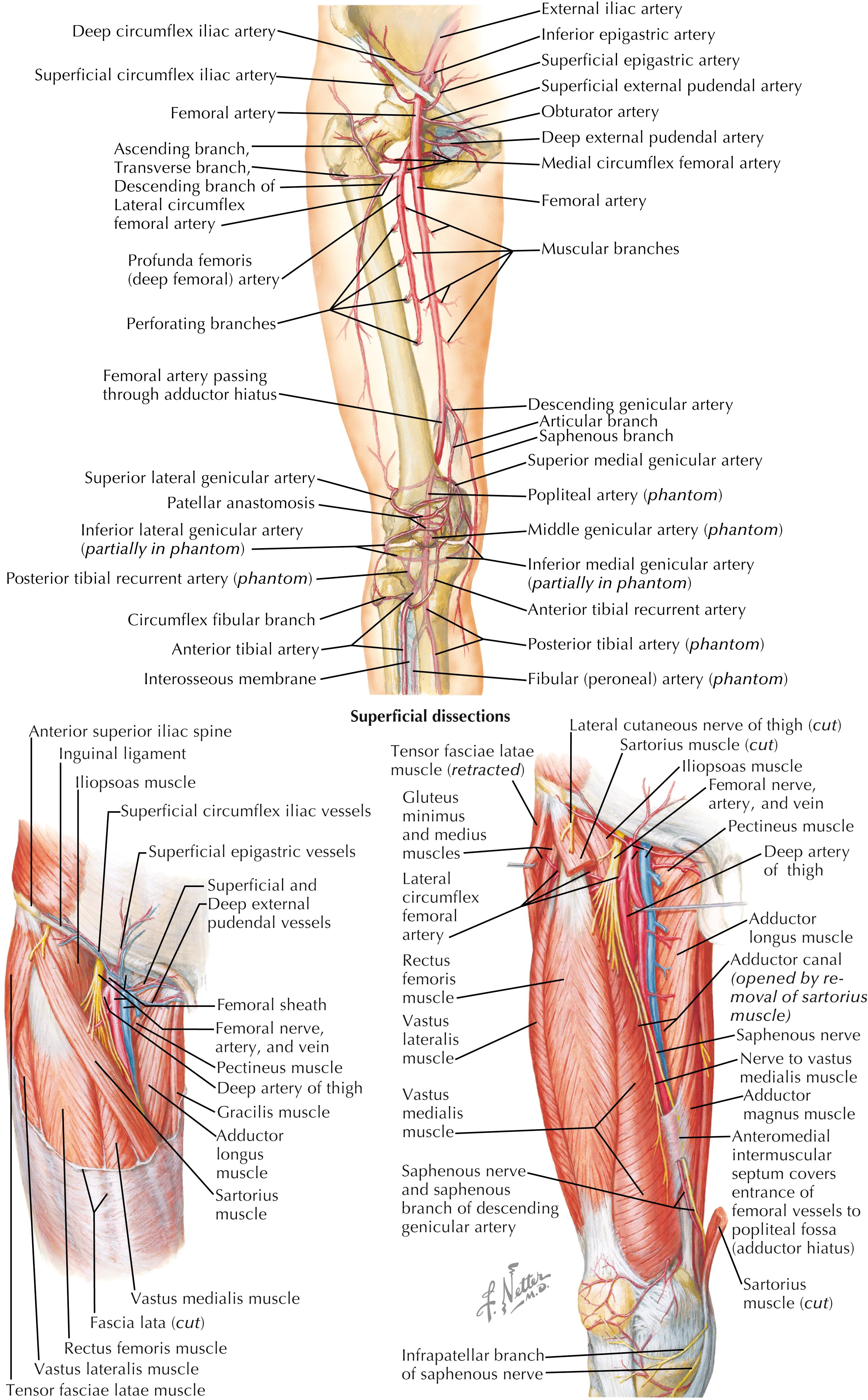 FIGURE 46.1, Arteries and nerves of thigh and knee.