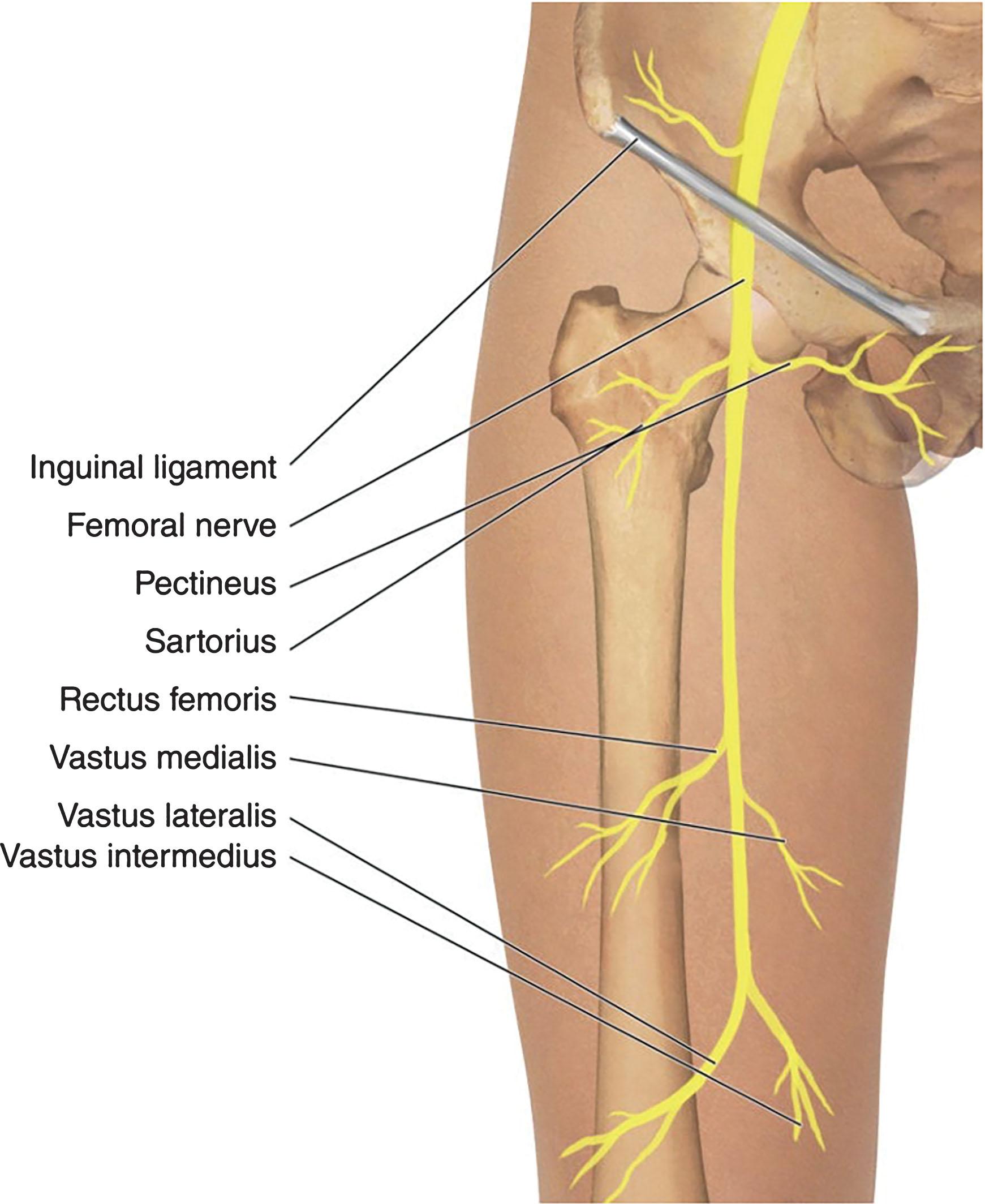 Figure 24.2, Motor branches of the femoral nerve.