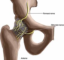 Figure 24.5, Articular branch innervation of the anterior hip joint.