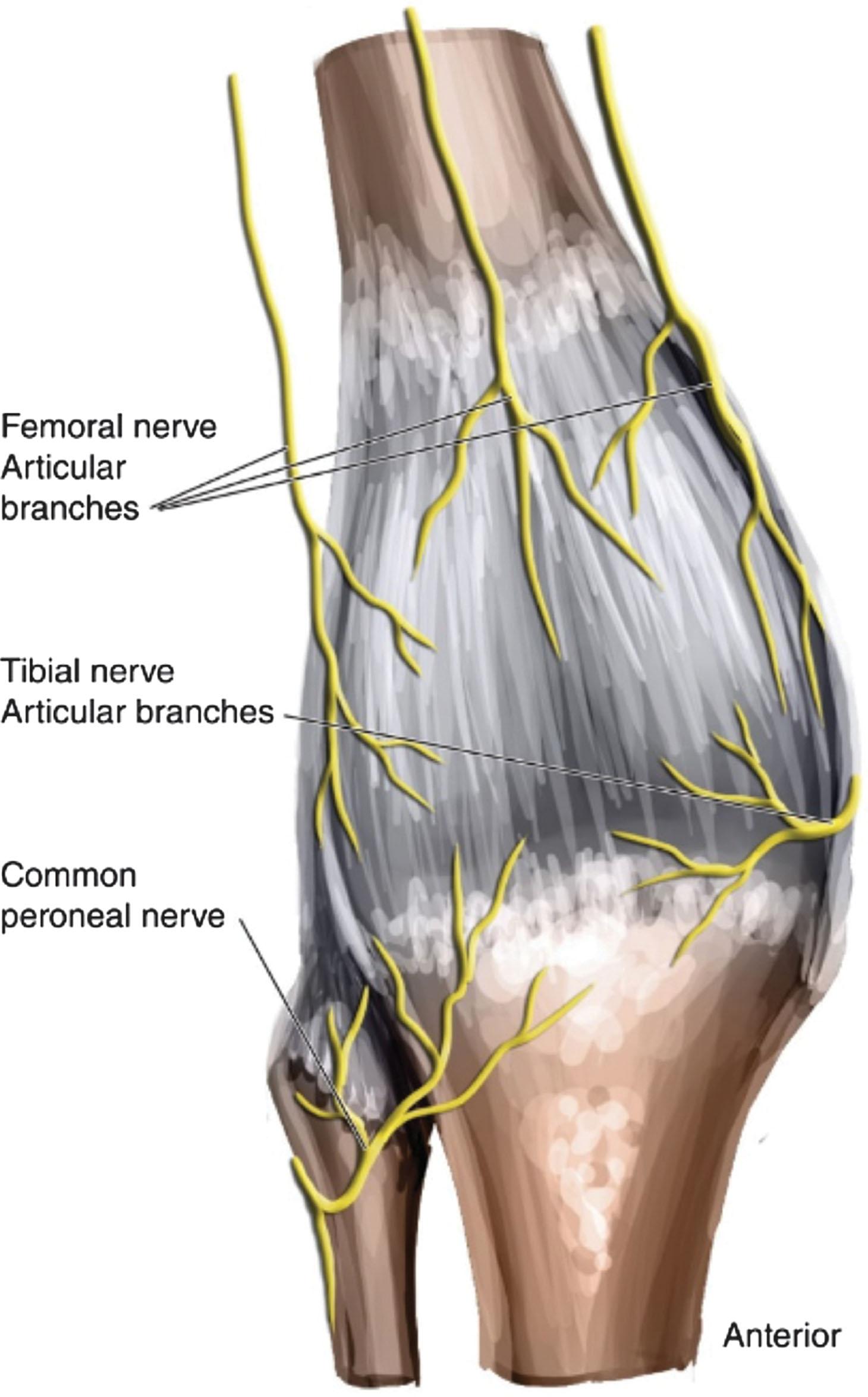 Figure 24.8, Innervation of the anterior knee joint.