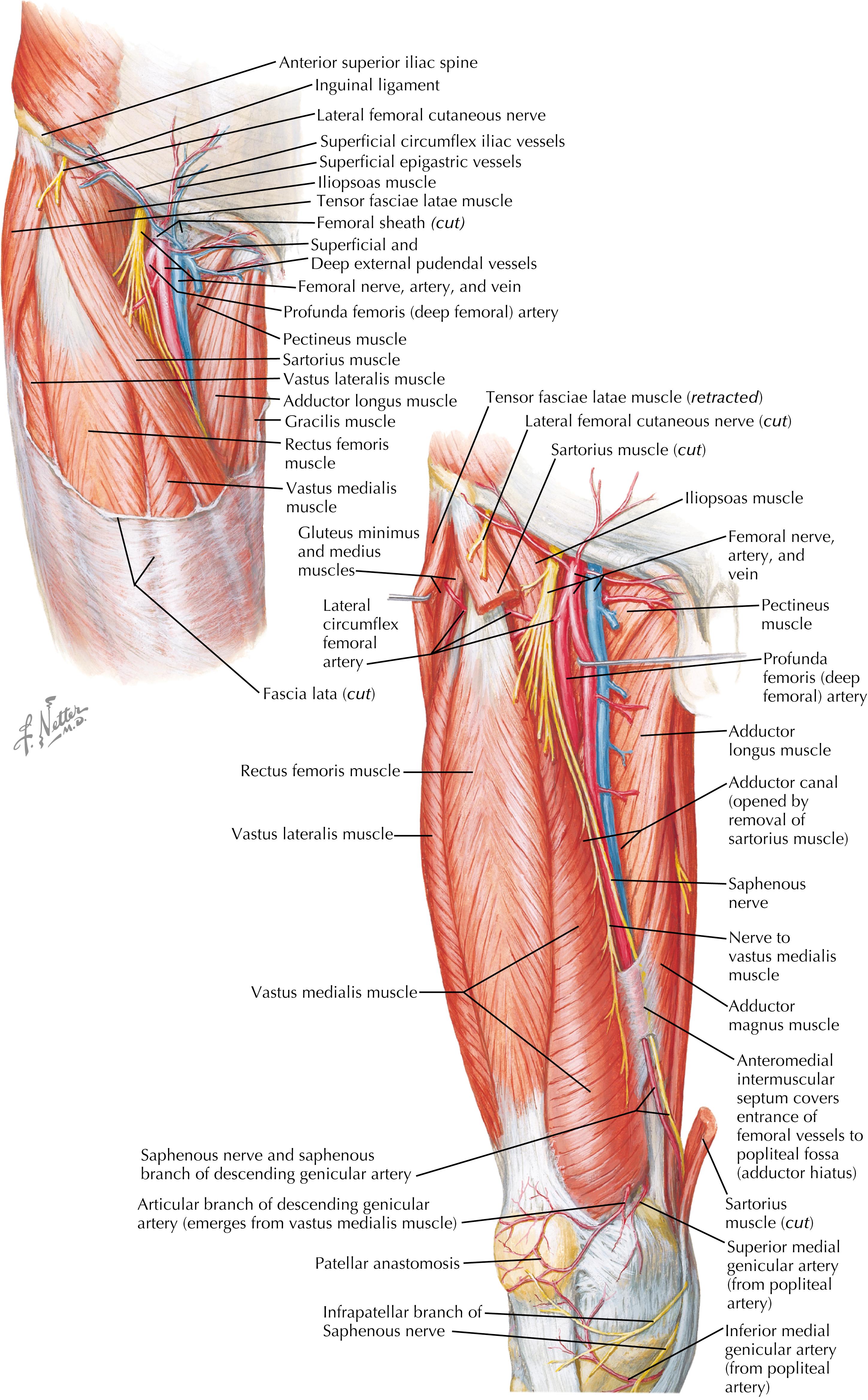 FIGURE 47.1, Anatomy of the anterior thigh (anterior view).