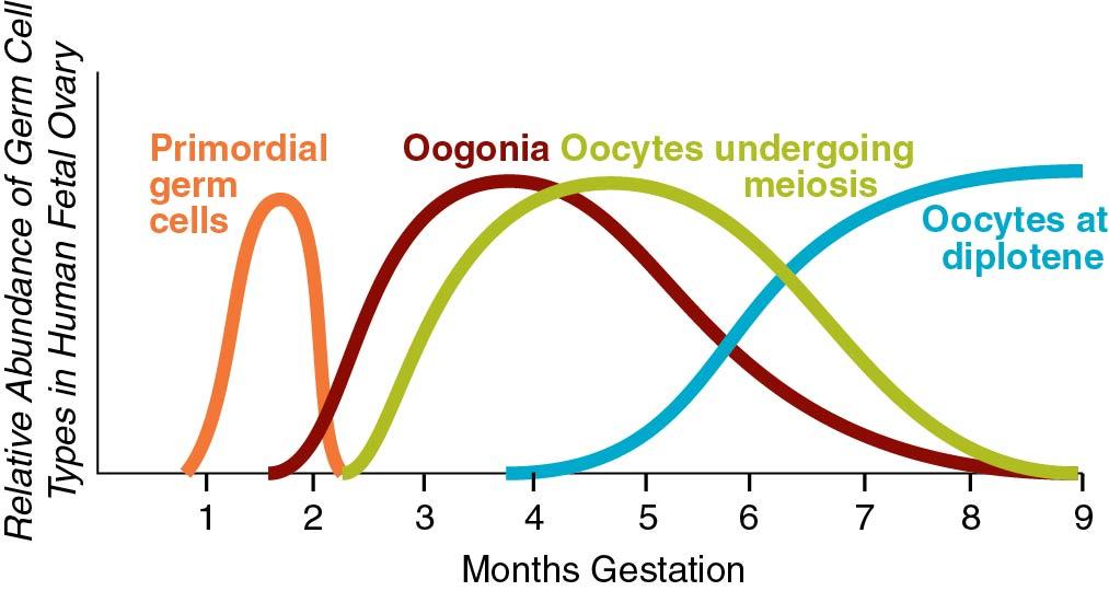 Fig. 1.1, Diagram of the different meiotic cell types and their proportions in the ovaries during fetal life.