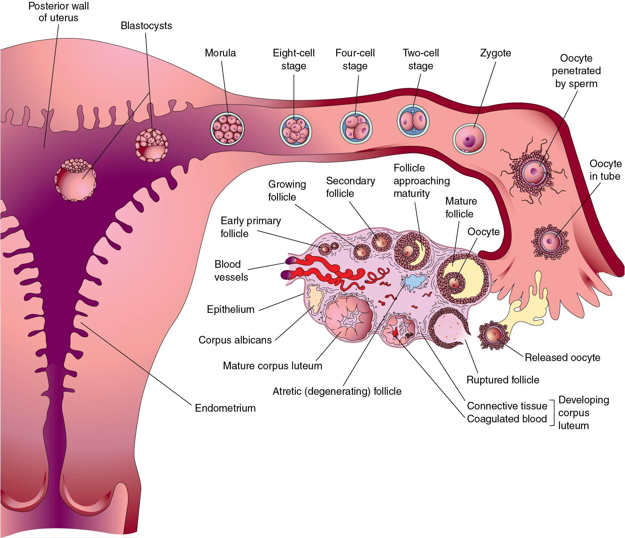 Fig. 1.5, Summary of the ovarian cycle, fertilization, and human development during the first week. Stage 1 of development begins with fertilization in the uterine tube and ends when the zygote forms. Stage 2 (days 2 to 3) comprises the early stages of cleavage (from 2 to approximately 32 cells, the morula ). Stage 3 (days 4 to 5) consists of the free (unattached) blastocyst. Stage 4 (days 5 to 6) is represented by the blastocyst attaching to the posterior wall of the uterus, the usual site of implantation. The blastocysts have been sectioned to show their internal structure.