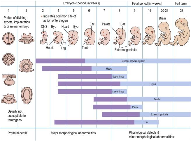 FIGURE 7-1, Critical periods of development (purple shaded areas denote highly sensitive periods).