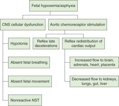 Fig. 125.1, Fetal functional responses to hypoxemia. CNS, Central nervous system; NST, nonstress test.