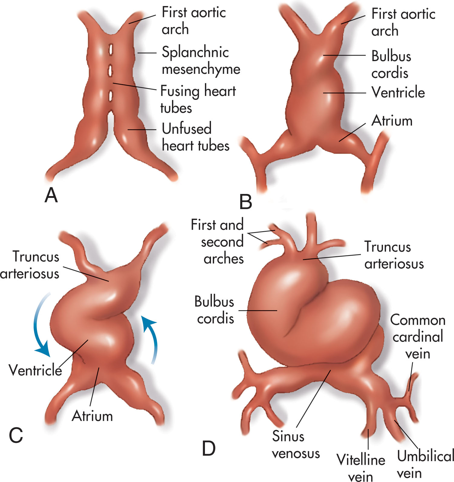 Fig. 35.3, The heart during the fourth week of development.