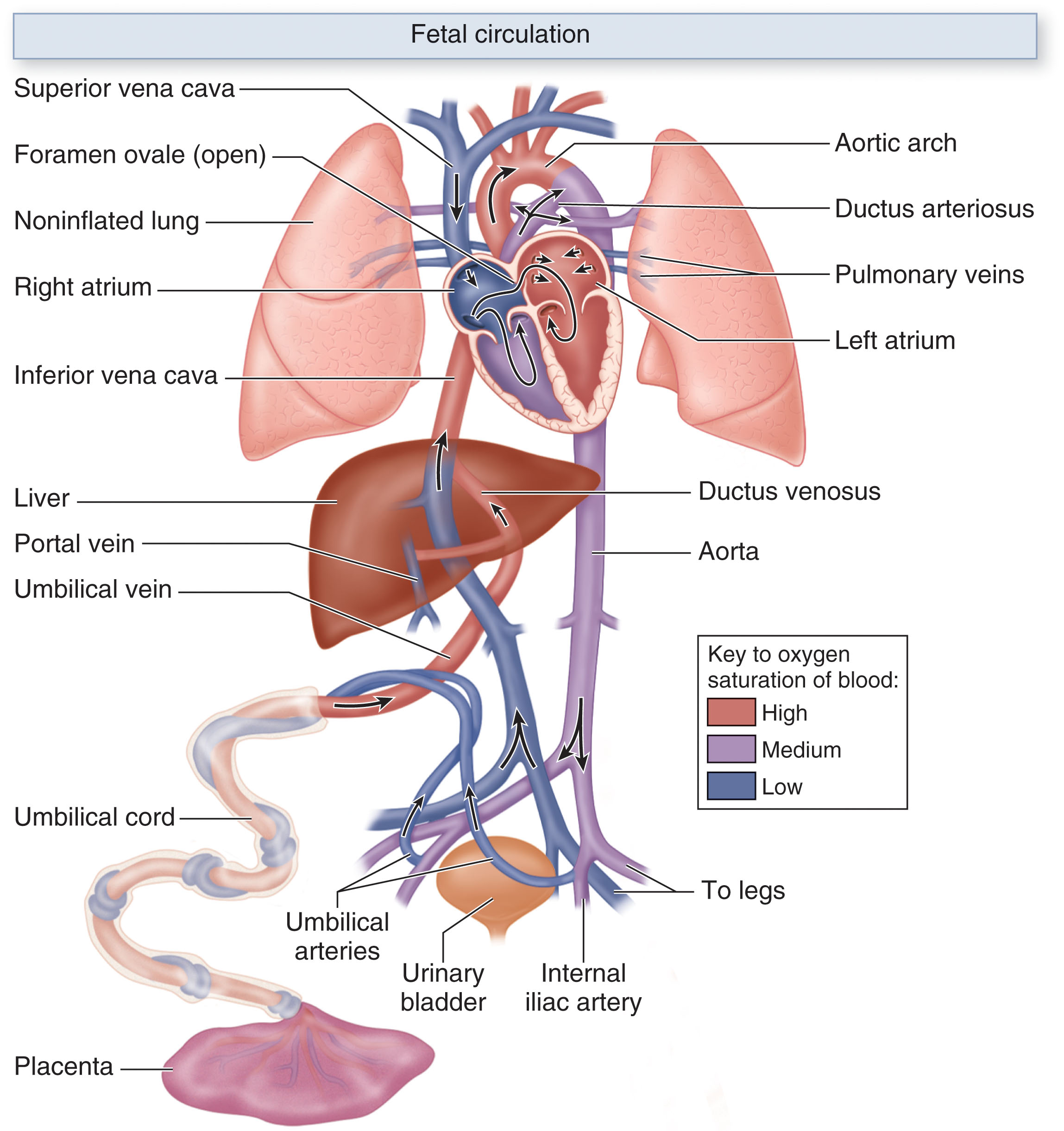 Fig. 35.5, Blood flows from the inferior vena cava and superior vena cava and enters into the right atrium. A small amount of oxygenated blood from the inferior vena cava is diverted by the crista dividens and remains in the right atrium to mix with deoxygenated blood from the superior vena cava and coronary sinus. The eustachian valve at the junction of the inferior vena cava and right atrium directs the oxygenated umbilical venous flow toward the foramen ovale into the left atrium. The blood in the right atrium flows through the tricuspid valve into the right ventricle and leaves the right ventricle through the main pulmonary artery that bifurcates into right and left pulmonary artery branches that lead to their respective lungs. However, most of this blood passes through the connection of the ductus arteriosus into the descending aorta; only a very small amount goes to the lungs. The blood mixes with a small amount of deoxygenated blood as it returns from the lungs via the four pulmonary veins into the left atrium. The pulmonary veins enter the posterior of the left atrium. The blood then flows from the left atrium into the left ventricle through the two-leaflet mitral valve and leaves the heart through the ascending aorta. The head, neck, and upper torso of the fetus are fed via the three branches arising from the aortic arch. The rest of the mixed blood in the descending aorta passes into the umbilical arteries and is returned to the placenta for reoxygenation.