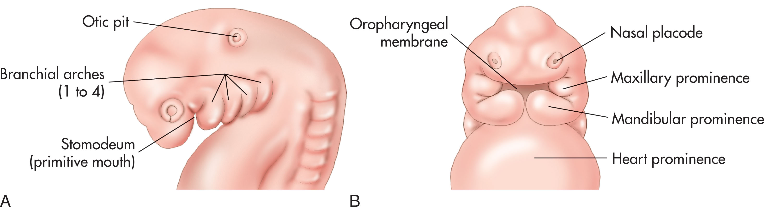 Fig. 59.1, (A) Lateral view of the embryo at 28 days shows four of the six branchial arches, otic pit, and stomodeum. (B) Frontal view of the embryo at 24 days demonstrates the nasal placode, maxillary prominence, and mandibular prominence.