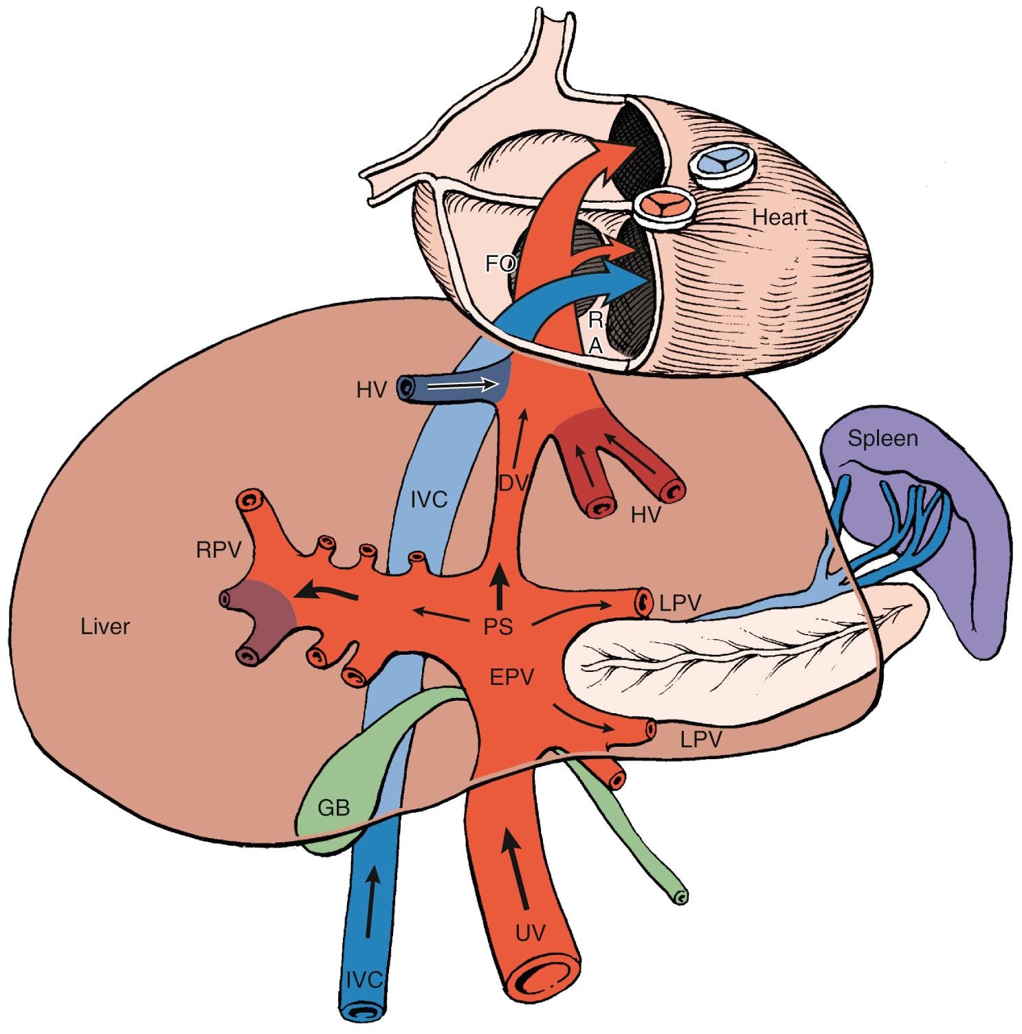 Fig. 30.1, Fetal Umbilical and Hepatic Venous Circulation.