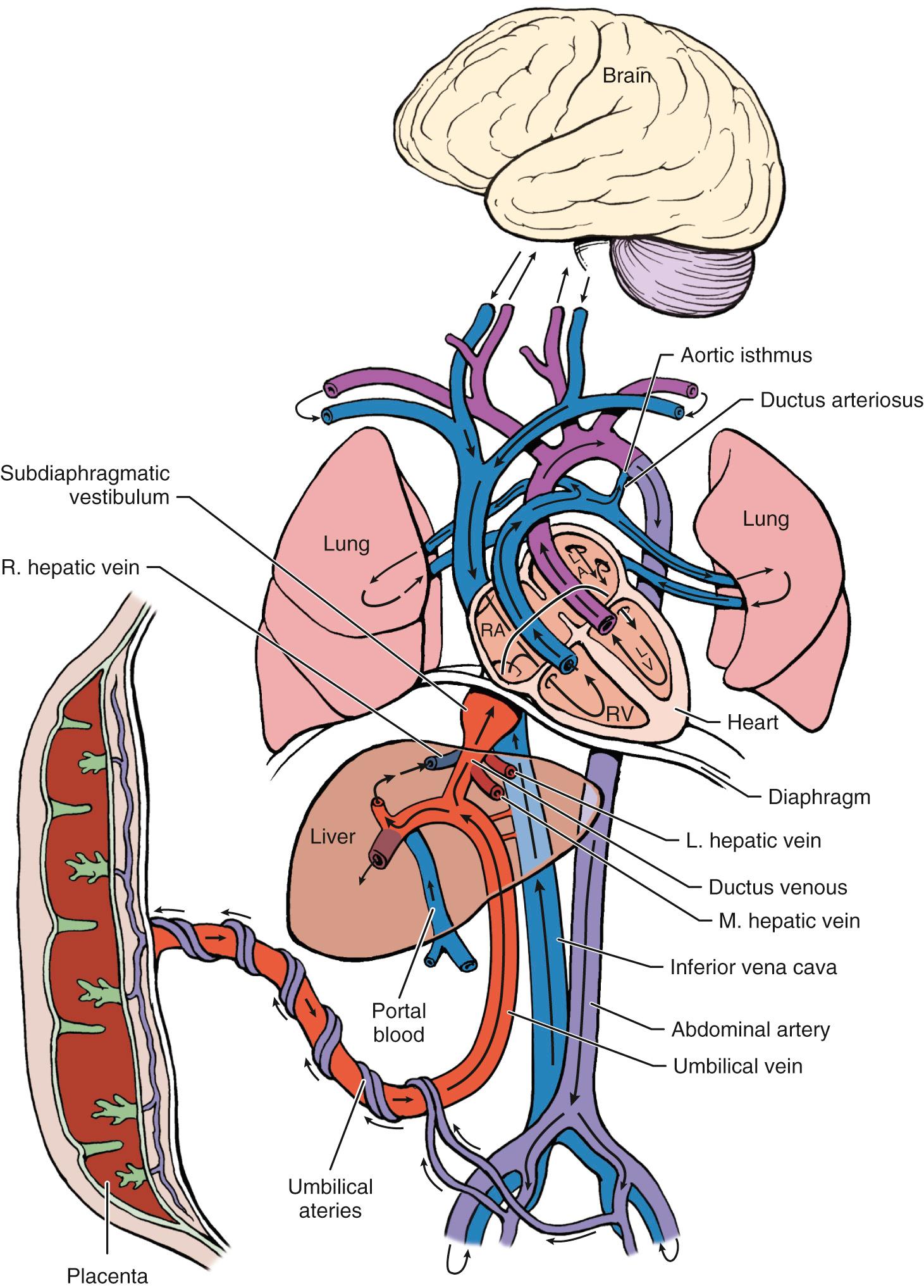 Fig. 30.3, Schematic Presentation of the Fetal Circulation.