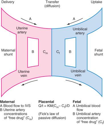 FIGURE 38.1, Fick's law of passive diffusion described at the intervillous space ( IVS ). D, membrane thickness; K, diffusion constant of the drug; M, membrane surface area; Q/t , rate of diffusion.