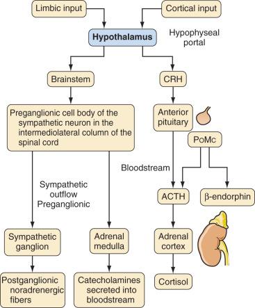 FIGURE 38.3, Human fetal endocrine responses to stress. ACTH, adrenocorticotropic hormone; CRH, corticotropin-releasing hormone; PoMc, proopiomelanocortin.