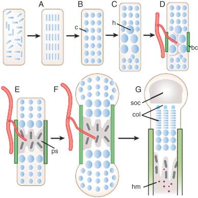 FIG 11-2, Endochondral bone formation. A, Mesenchymal cells condense. B, Cells of condensations become chondrocytes (c). C, Chondrocytes at the center of condensation stop proliferating and become hypertrophic (h). D, Perichondrial cells adjacent to hypertrophic chondrocytes become osteoblasts forming bone collar (bc). Hypertrophic chondrocytes direct the formation of mineralized matrix, attract blood vessels, and undergo apoptosis. E, Osteoblasts of primary spongiosa accompany vascular invasion forming the primary spongiosa (ps). F, Chondrocytes continue to proliferate, lengthening the bone. Osteoblasts of primary spongiosa are precursors of eventual trabecular bone; osteoblasts of bone collar become cortical bone. G, At the edge of the bone, the secondary ossification center (soc) forms through cycles of chondrocyte hypertrophy, vascular invasion, and osteoblast activity. The growth plate below the secondary center of ossification forms orderly columns of proliferating chondrocytes (col). Hematopoietic marrow (hm) expands in marrow space along with stromal cells.