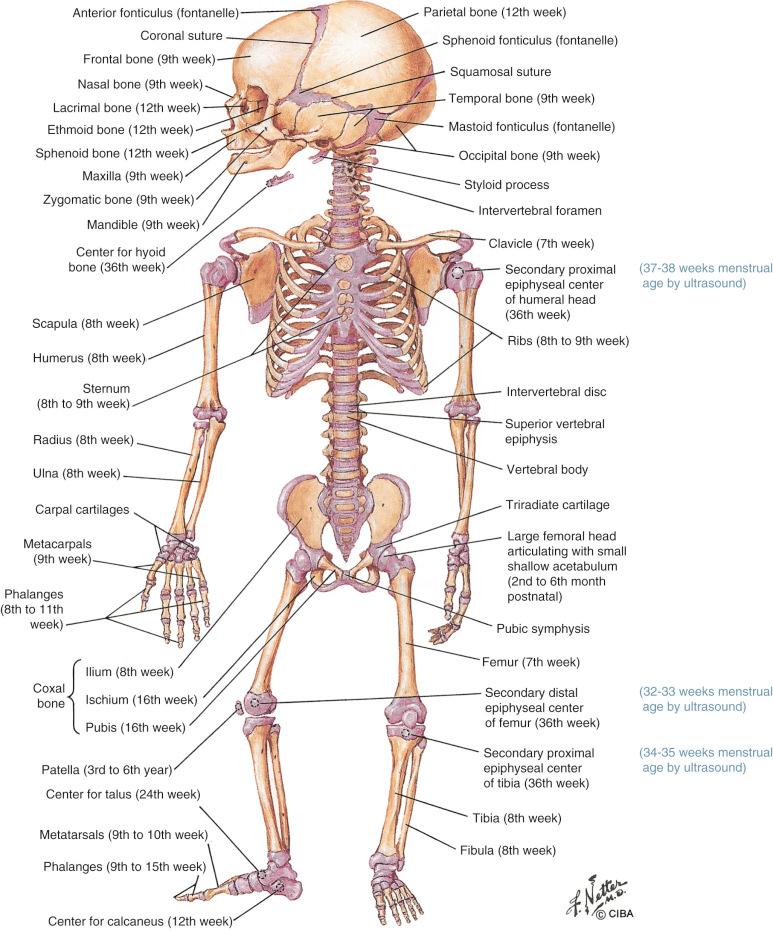 FIG 11-5, Diagram of the skeleton of a full-term newborn. The times that the ossification centers appear are designated in embryologic weeks (add 2 weeks for menstrual age). These times are somewhat different from those using ultrasound because ultrasound is more sensitive for detection of ossification than radiographic methods. All refer to the primary ossification centers unless otherwise designated. Only at birth do the lower extremities have the same length as the upper extremities; subsequently, the lower extremities become longer than the upper extremties.