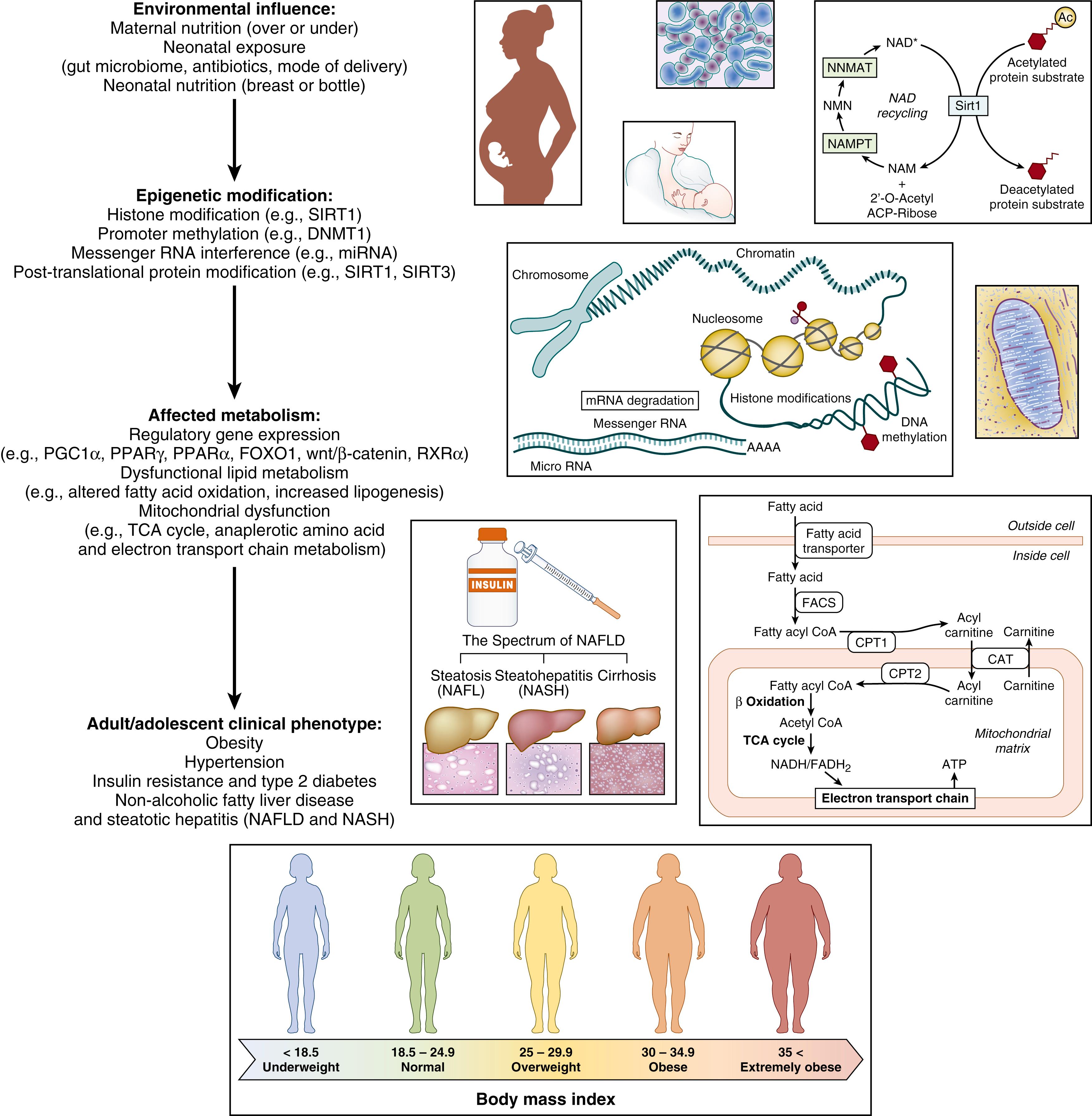 Fig. 13.2, Illustration of the interplay between genes and the environment, and mechanisms of fetal programming of adult onset metabolic disease.