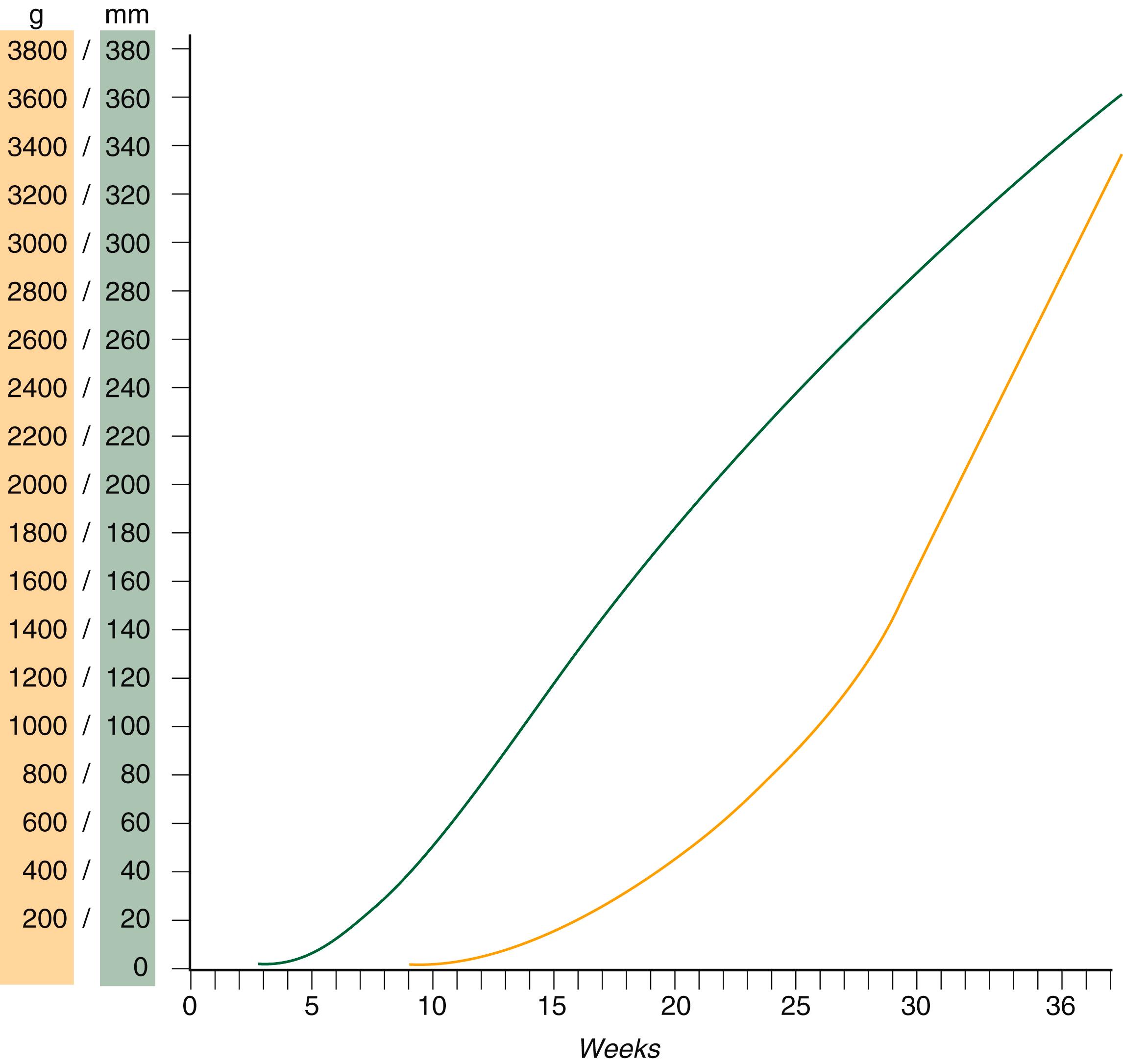 Fig. 18.3, Growth in crown–rump length ( green ) and weight ( orange ) of the human fetus.