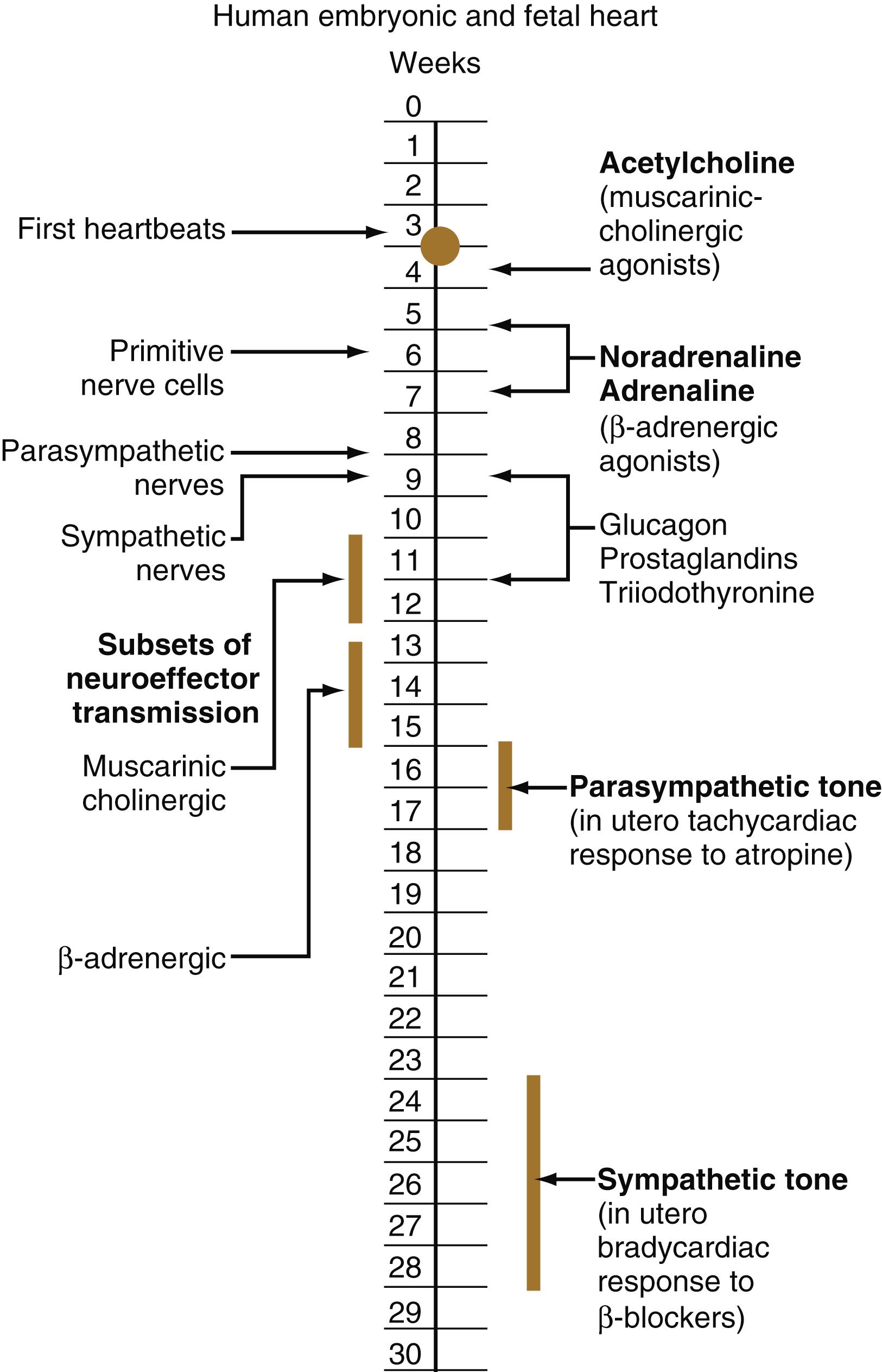 Fig. 18.5, Sequence of events in the autonomic innervation of the heart.