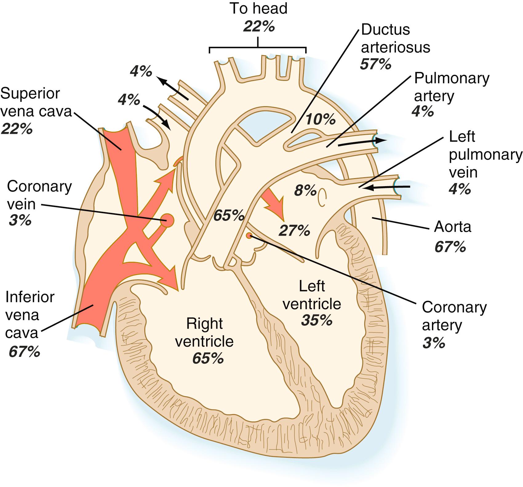 Fig. 18.6, Percentages of blood entering and leaving the fetal heart via various channels.