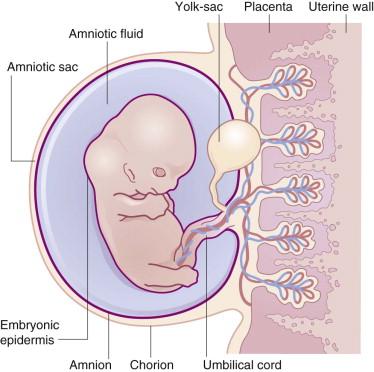 Figure 1.1, Embryo of approximately 8 weeks' gestation (mid-first trimester) enclosed in amniotic fluid.