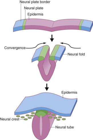 Figure 1.2, The process of neurulation and the formation of the neural crest.