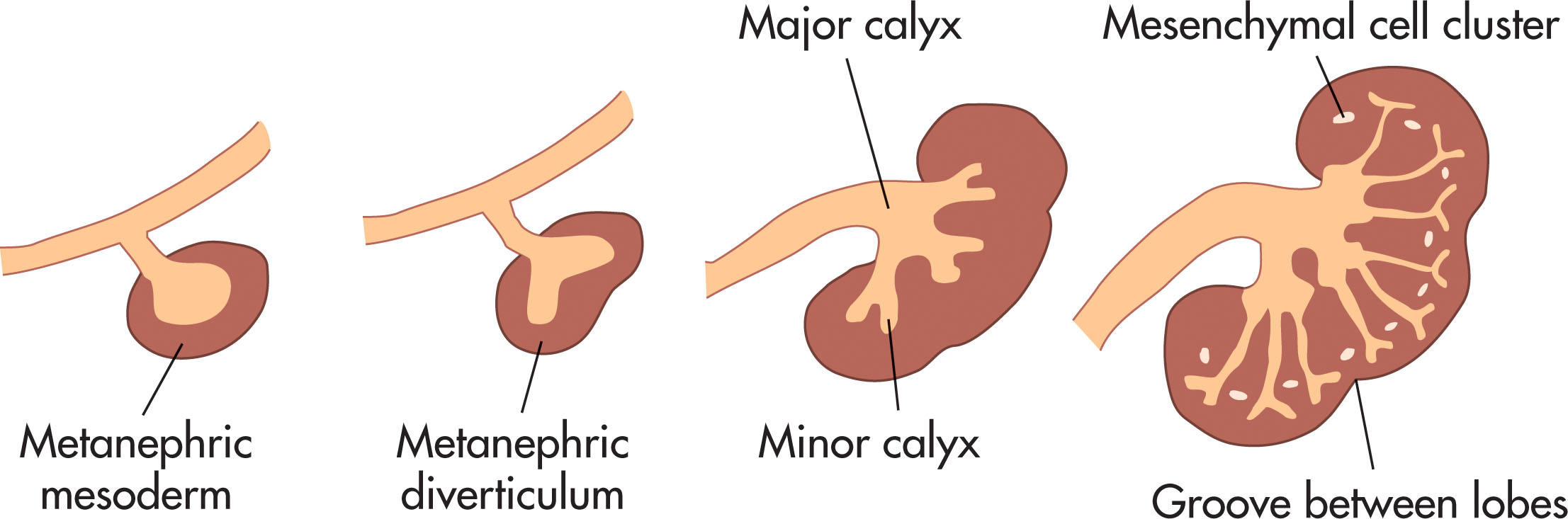 Fig. 64.3, Developing kidney in weeks 5 through 8.