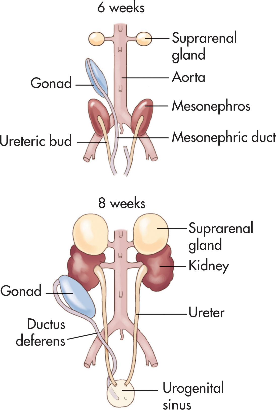 Fig. 64.4, The kidneys begin in the pelvis with gradual migration into the abdomen.