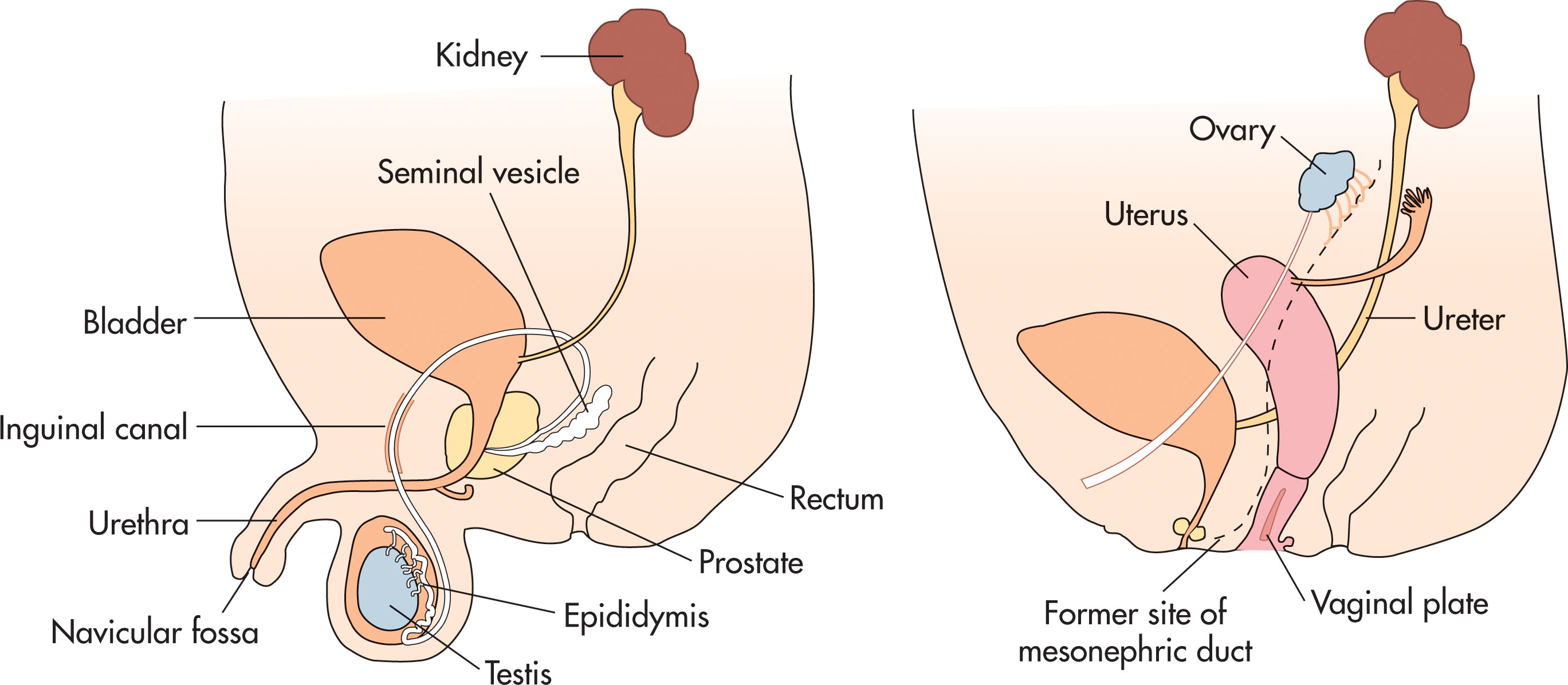 Fig. 64.6, Hormonal changes cause further development of the male and female reproductive systems.