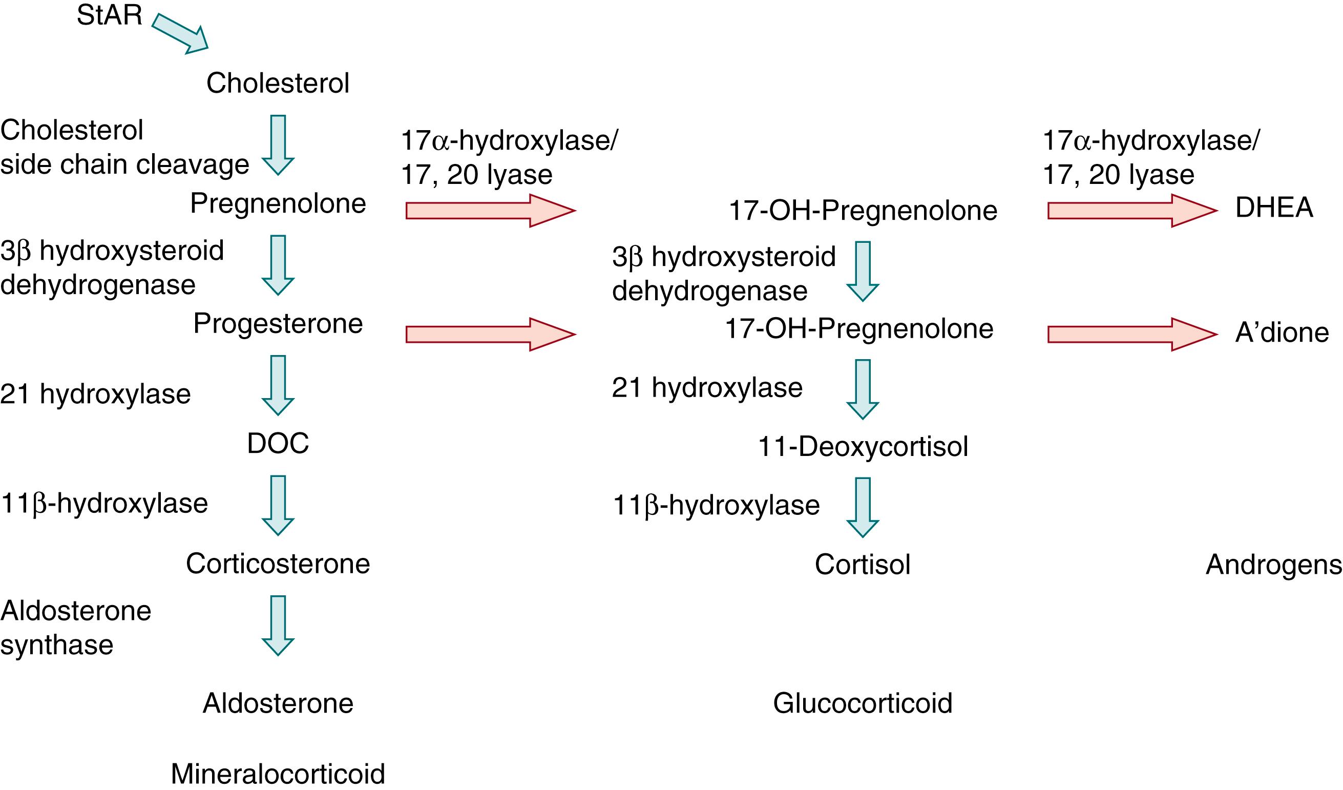 Fig. 144.2, Adrenal steroidogenesis. After the steroidogenic acute regulatory (StAR) protein-mediated uptake of cholesterol into mitochondria within adrenocortical cells, aldosterone, cortisol, and adrenal androgens are synthesized through the coordinated action of a series of steroidogenic enzymes in a zone-specific fashion. A’dione, Androstenedione; DHEA, dehydroepiandrosterone; DOC, deoxycorticosterone.