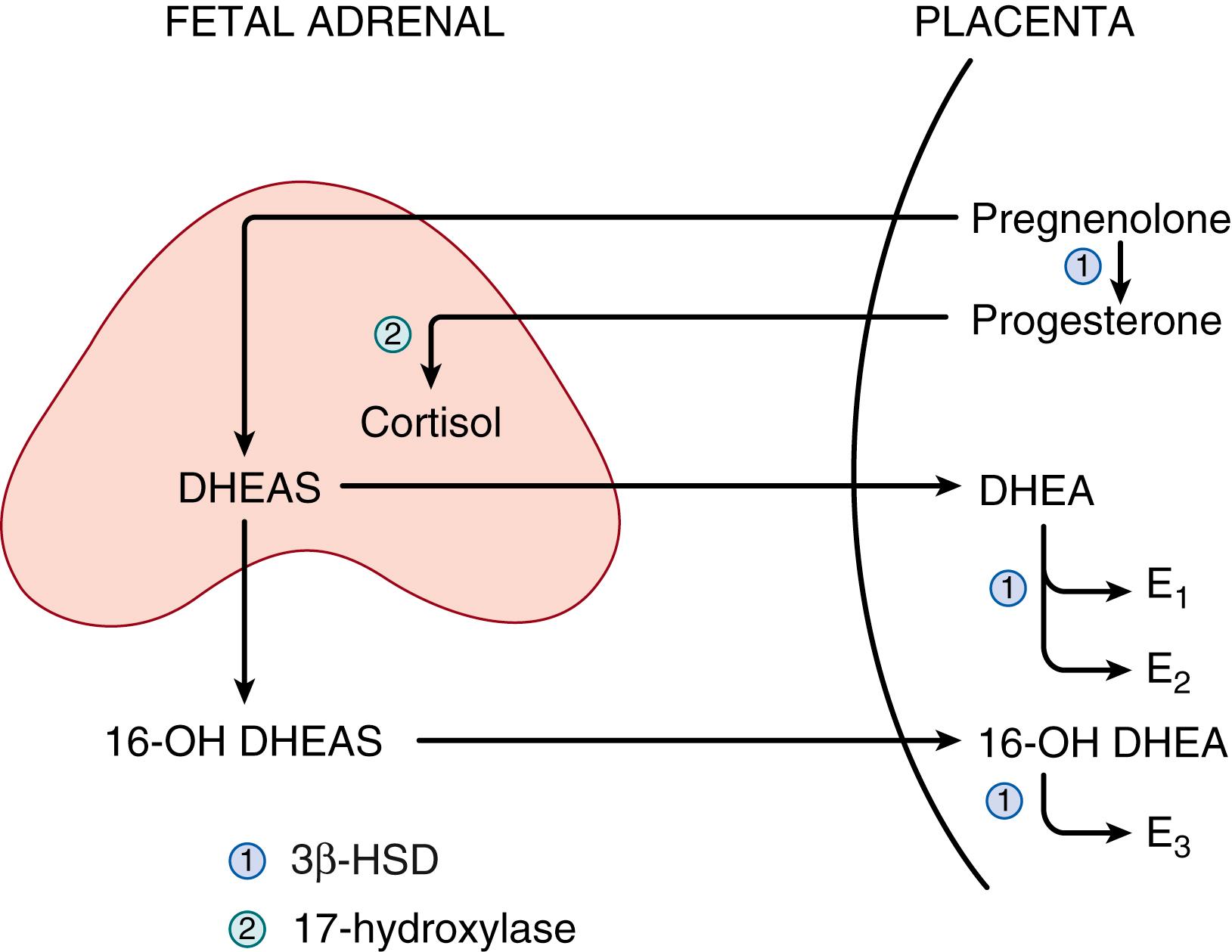 Fig. 144.3, Diagrammatic representation of the fetoplacental unit composed of the fetal adrenal cortex and the placenta. The placenta is deficient in 17-hydroxylase activity and cannot synthesize estrogens from progesterone. The fetal adrenal cortex has low 3β-hydroxysteroid dehydrogenase (3βHSD) and Δ4,5 isomerase activity and cannot synthesize progesterone. Sulfokinase activity is high in fetal adrenal tissue, and steroid sulfatase activity is high in placental tissue. Thus the placenta produces progesterone, which is predominantly converted to dehydroepiandrosterone (DHEA) by the fetal adrenal cortex; the DHEA can be sulfated to form dehydroepiandrosterone sulfate (DHEAS) . Part of this is 16-hydroxylated by the fetal liver, and both DHEA and DHEAS are used by the placenta as substrates for estrone (E 1 ) and estradiol (E 2 ) synthesis, respectively. Placental sulfatase converts DHEAS and 16-hydroxy-DHEAS to DHEA and 17-hydroxy-DHEA. The 16-hydroxy-DHEA is used for estriol (E 3 ) synthesis.
